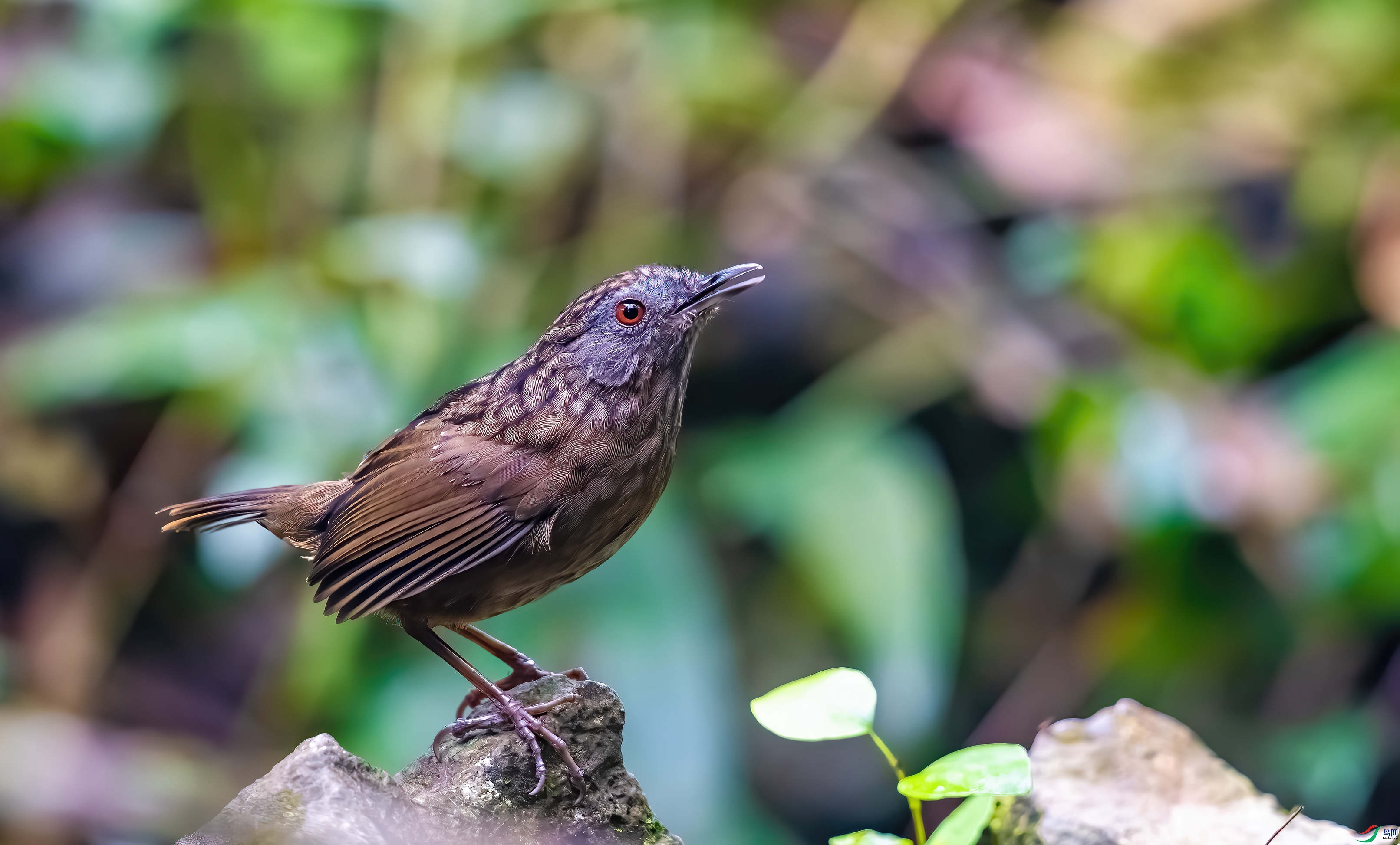 _DSC8565-����ǿ-NR_1 - ����.JPG