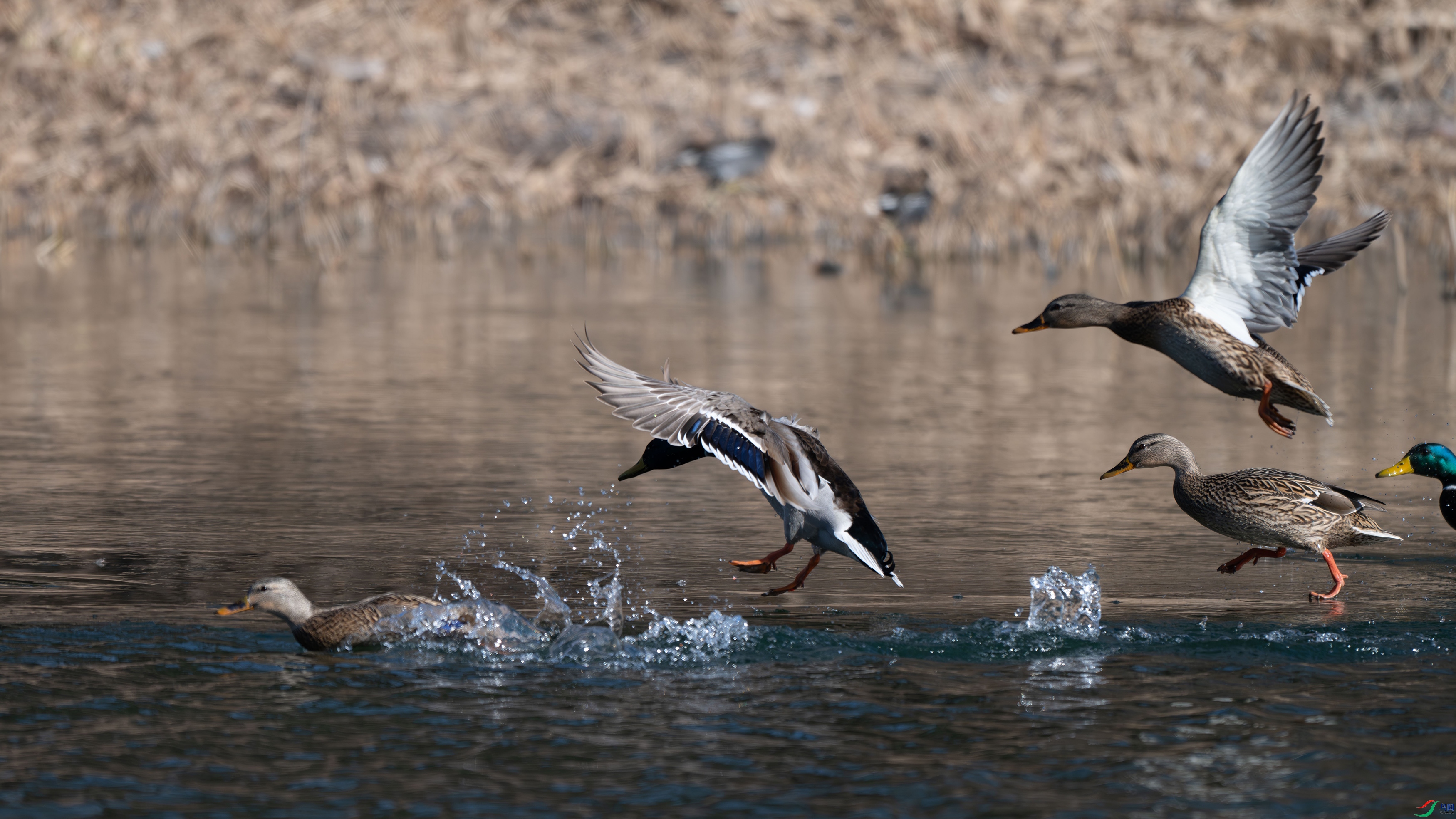 DSC_9375.jpg