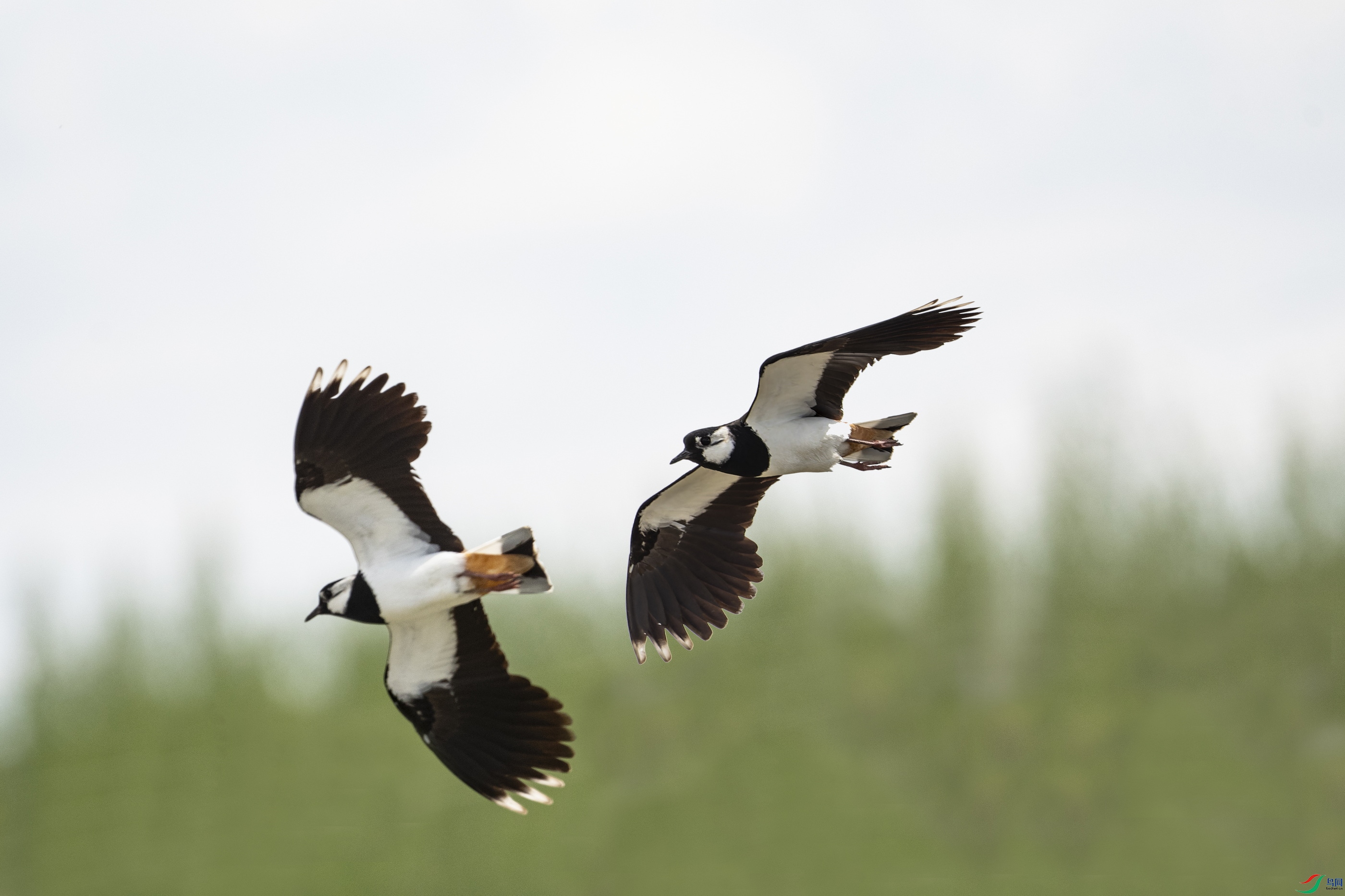 ��ͷ�� (74) -1.jpg