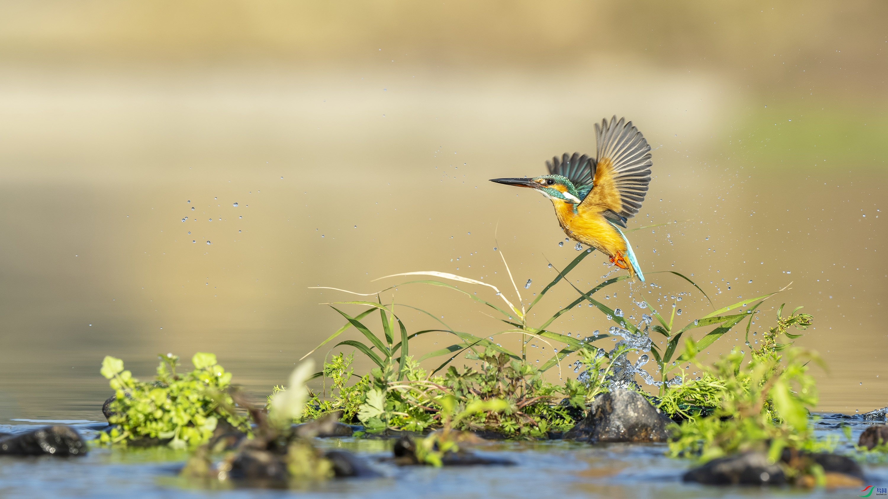 _DSC4008-����ǿ-NR ��������.jpg