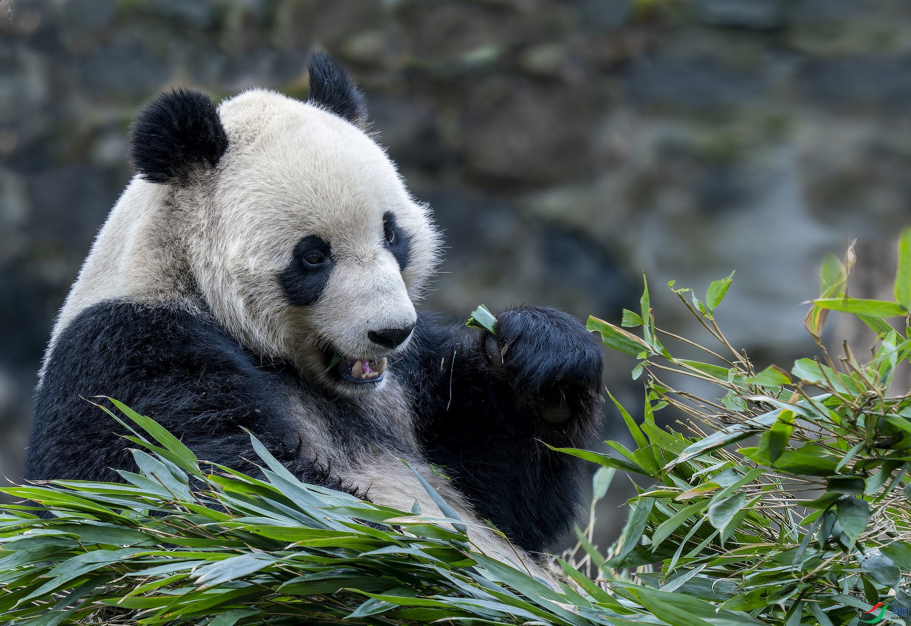 ����è������ (45).jpg