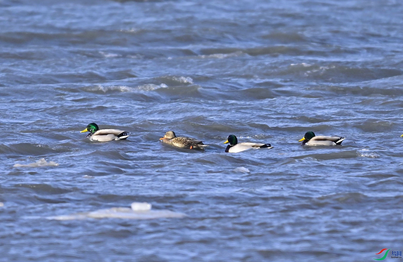 _DSC4262f.jpg