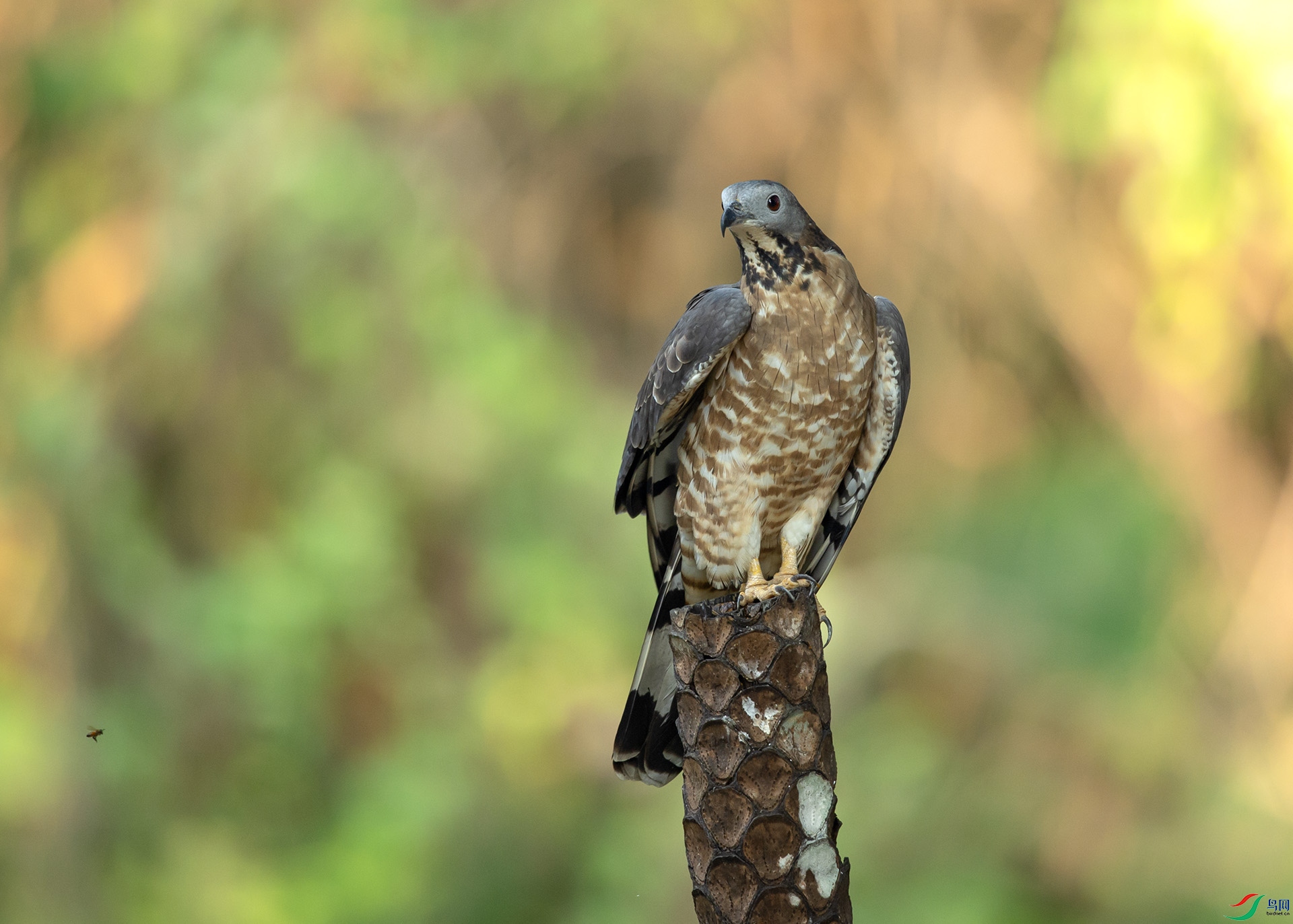 ��1000-DSC_8641 ��ؐ.jpg