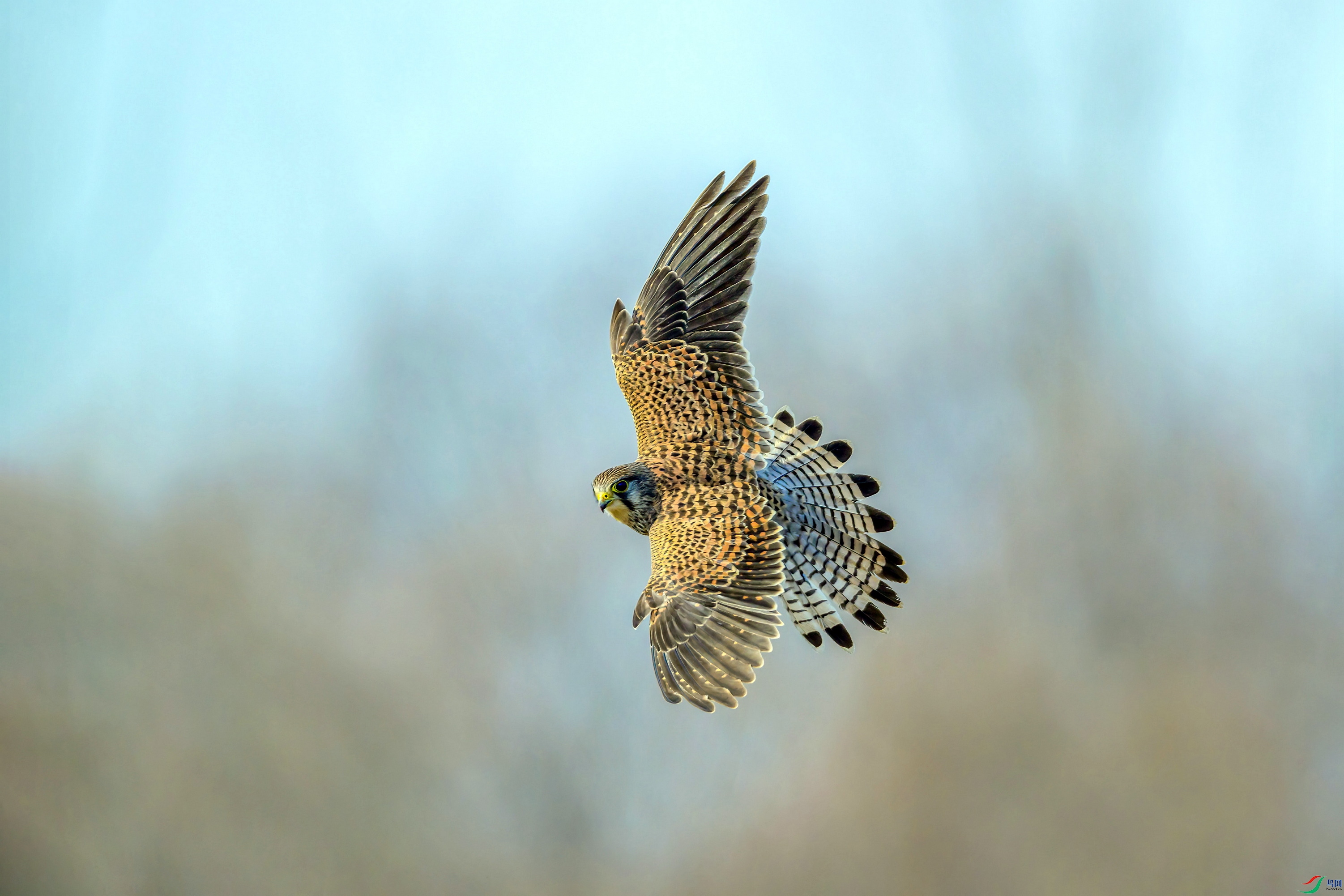 _DSC4767 ����F01S.jpg