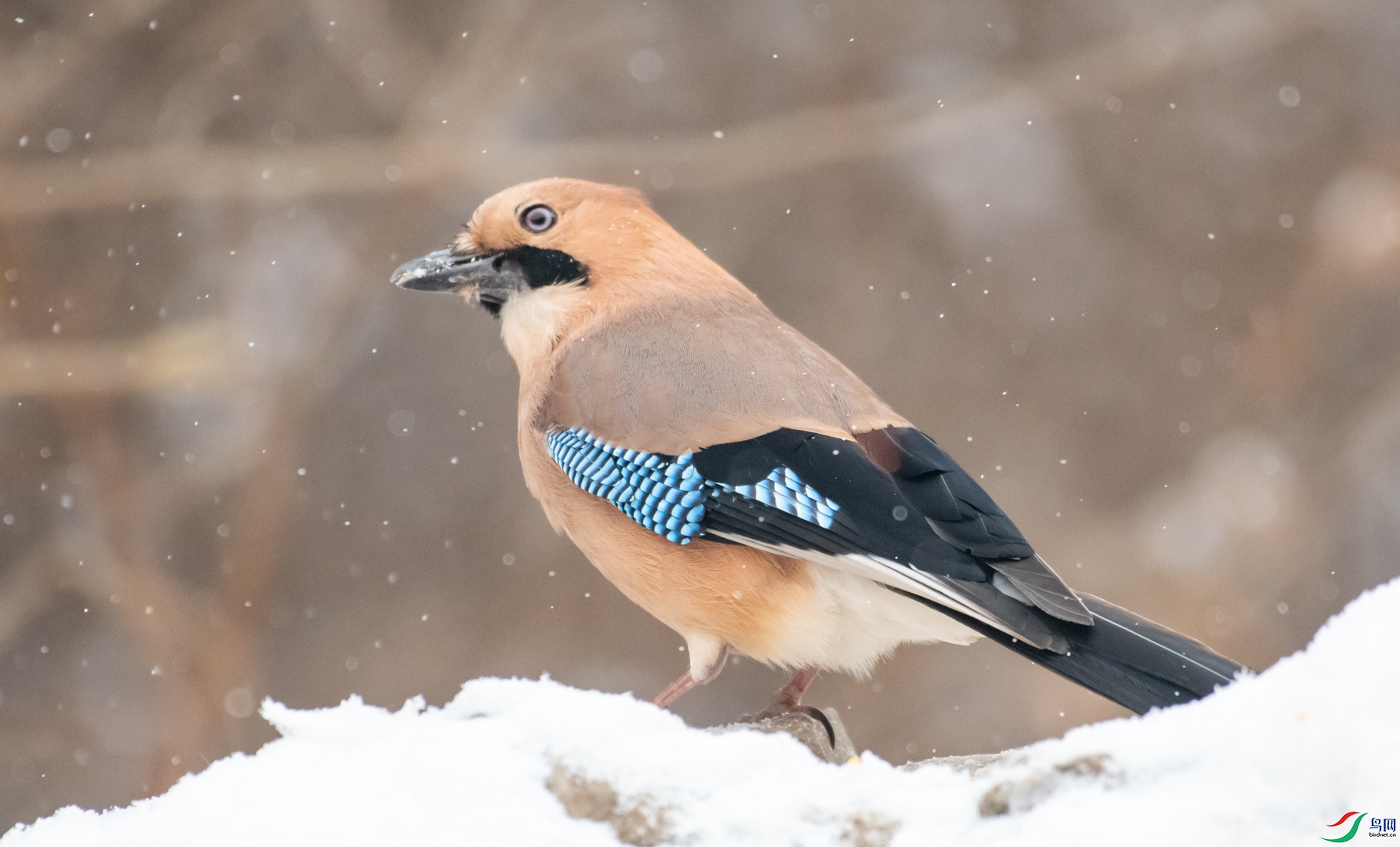 DSC_3081.jpg