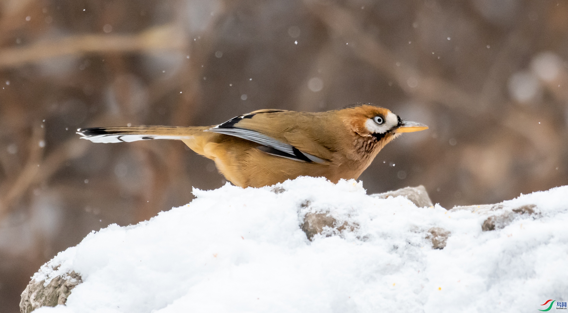 DSC_3161.jpg