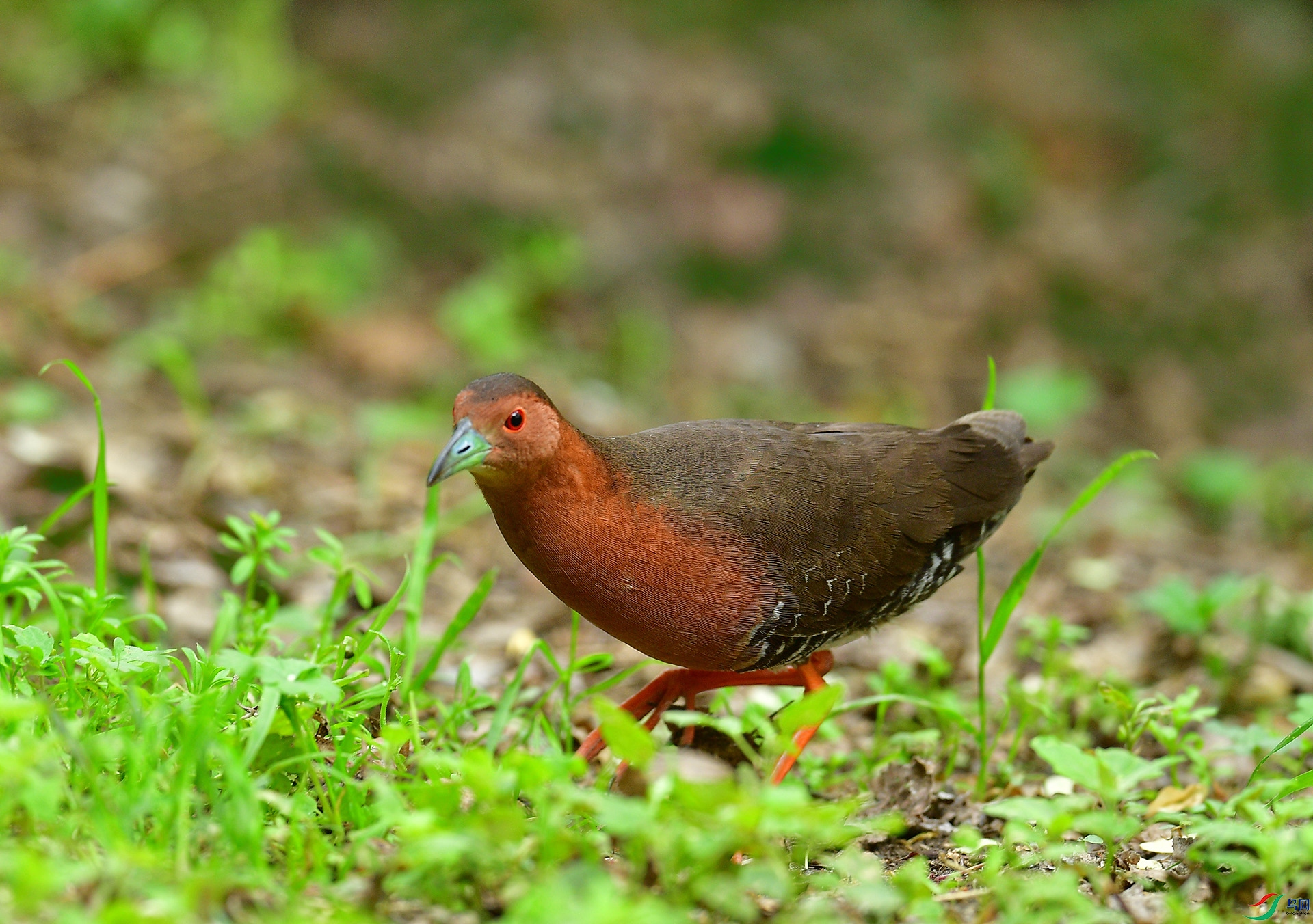 DSC_3418 ����.jpg