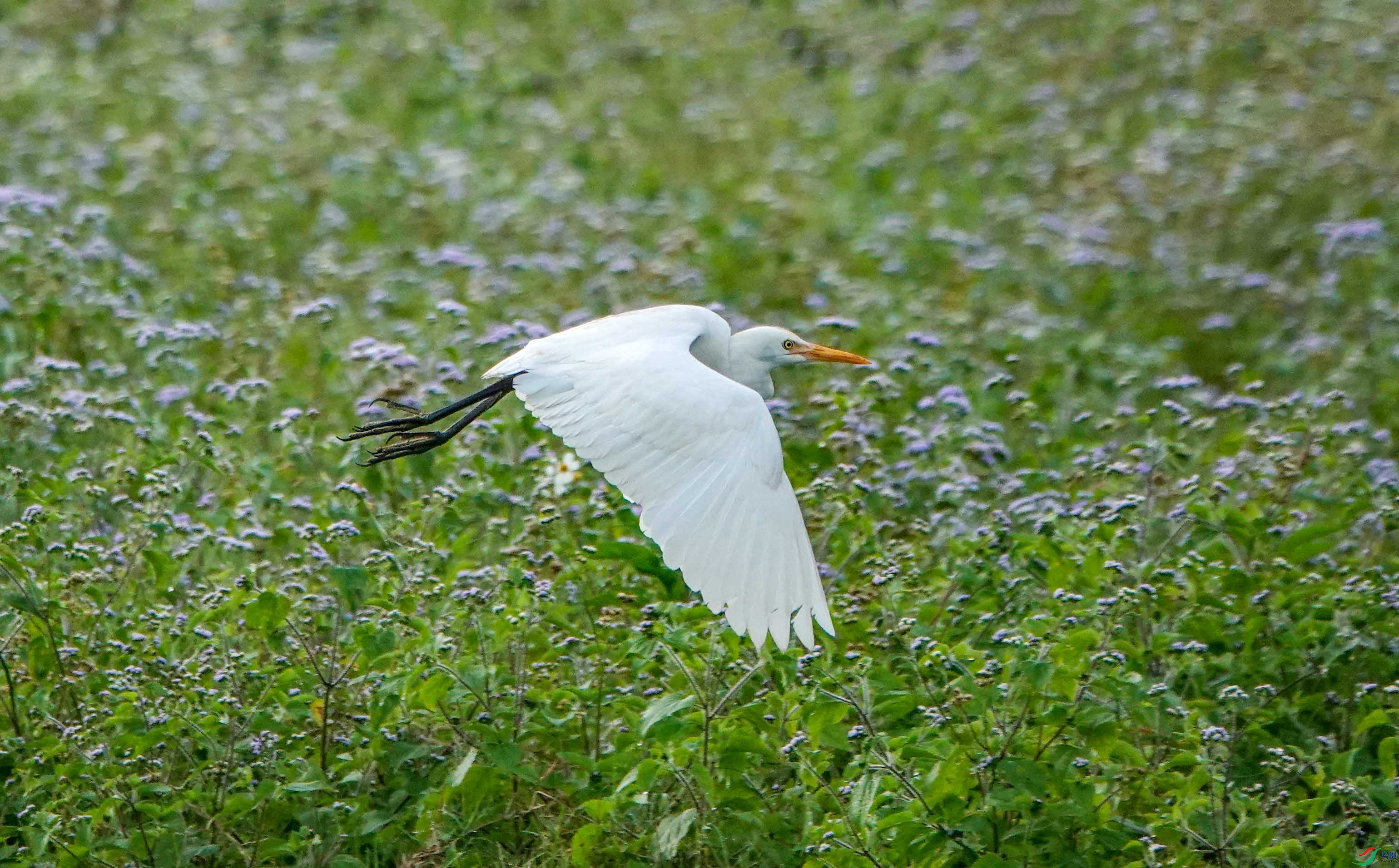 DSC07110.JPG