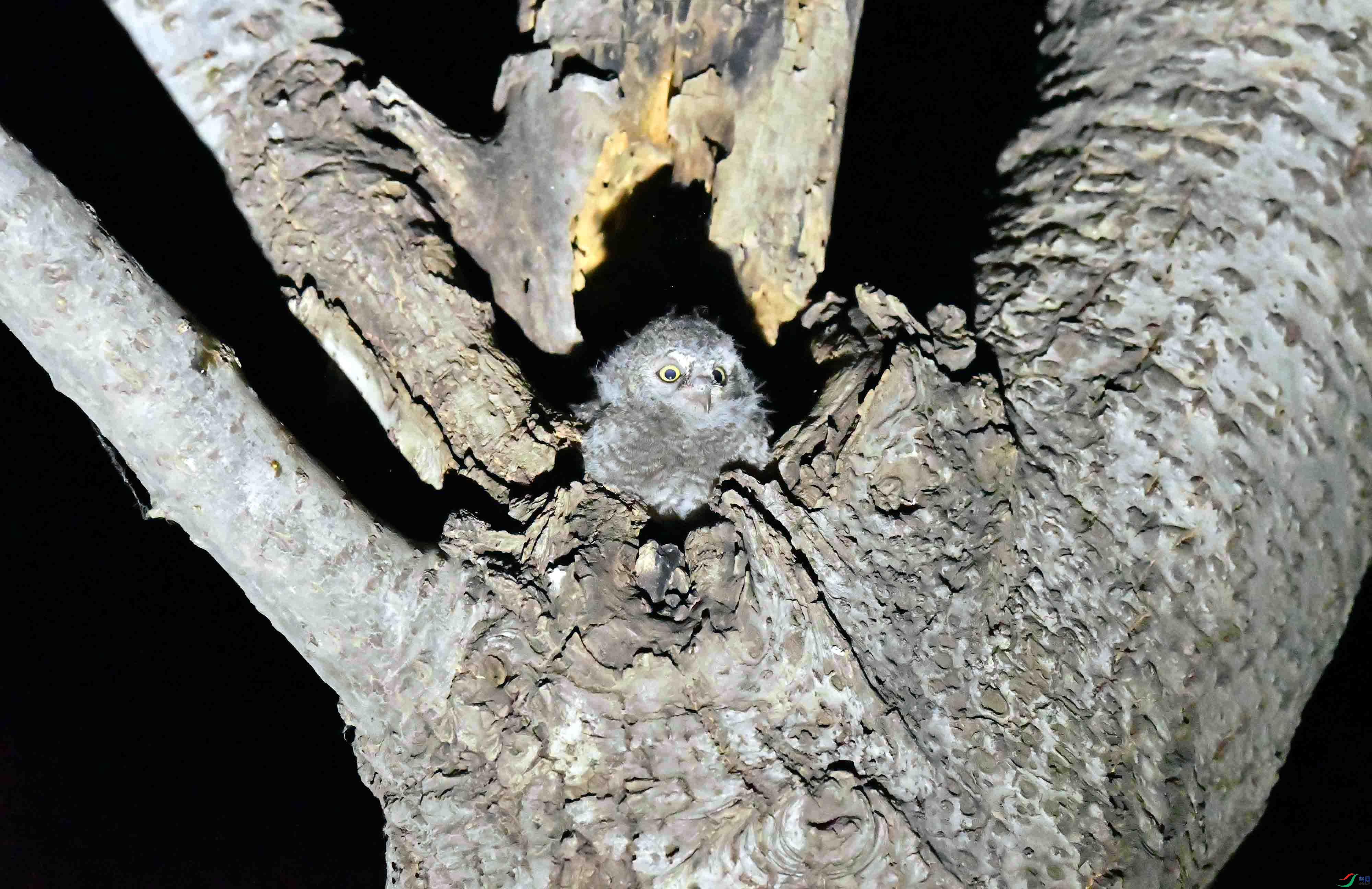 DSC_4523.JPG