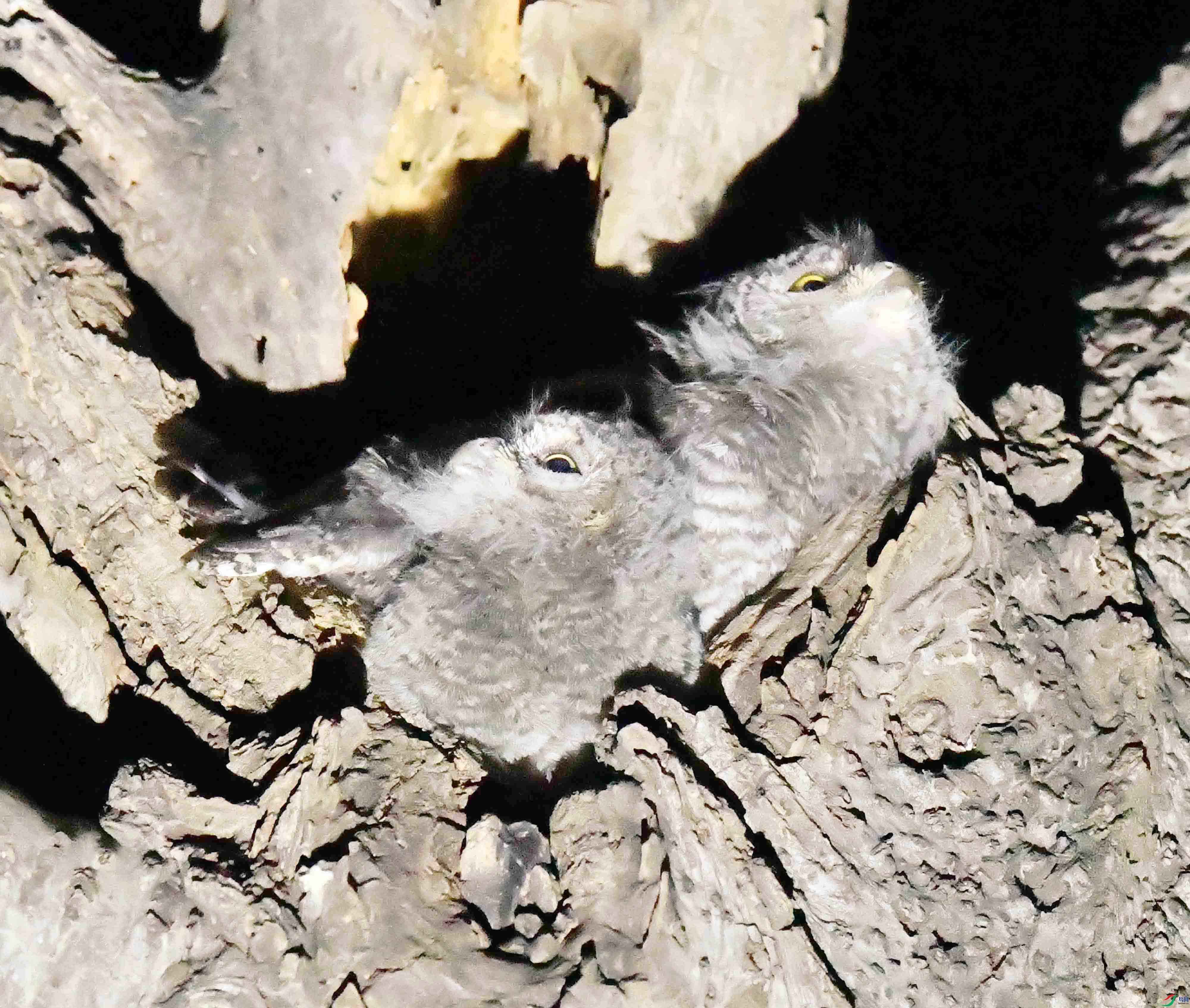 DSC_4529.JPG