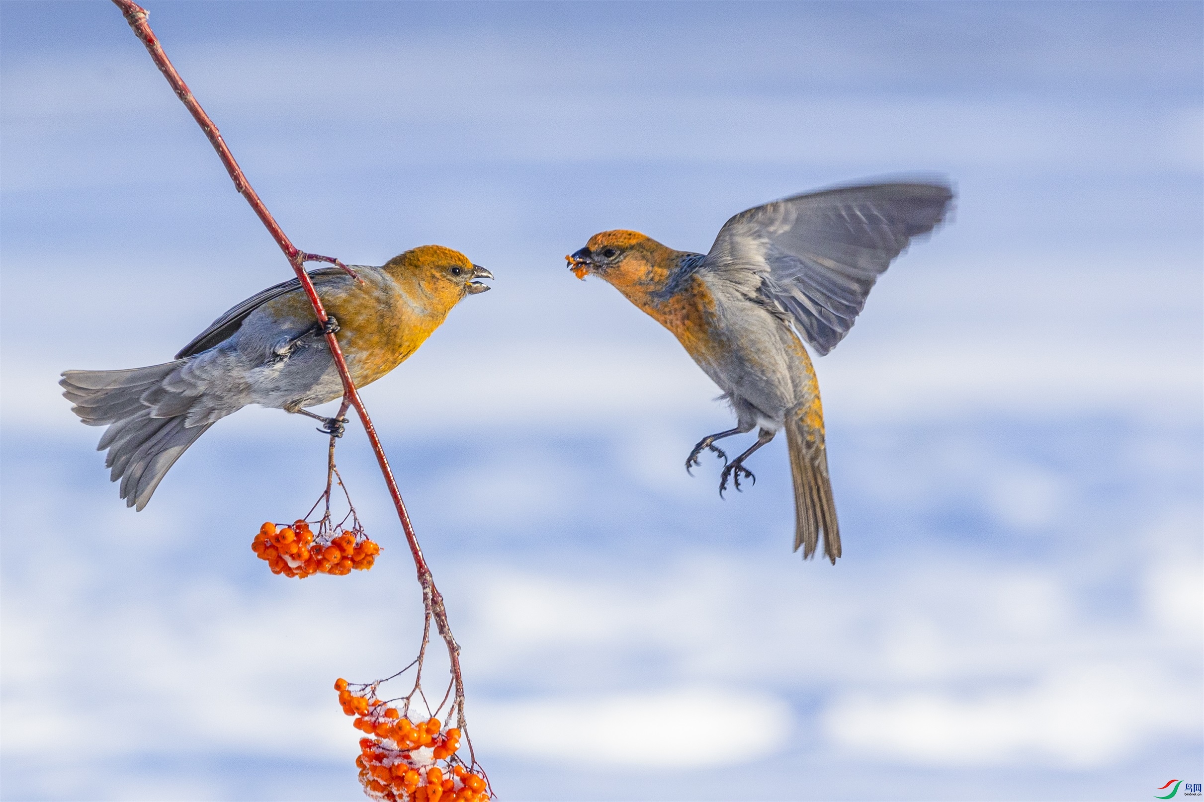 1K3A7581 ����1.jpg