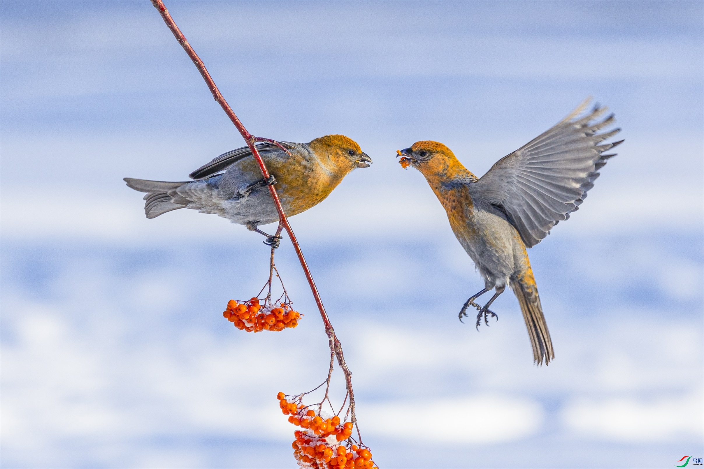 1K3A7580 ����1.jpg