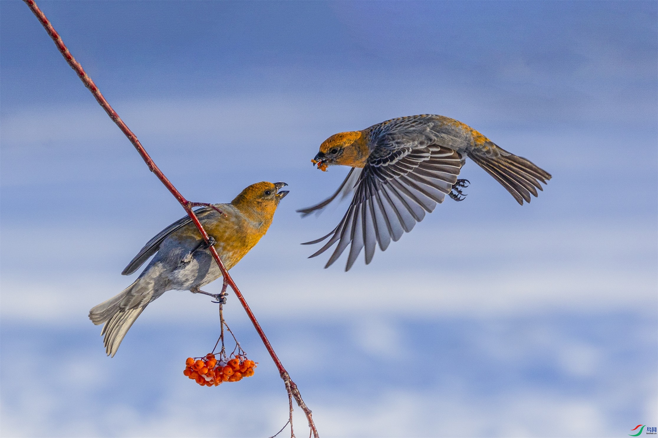 1K3A7584 ����1.jpg