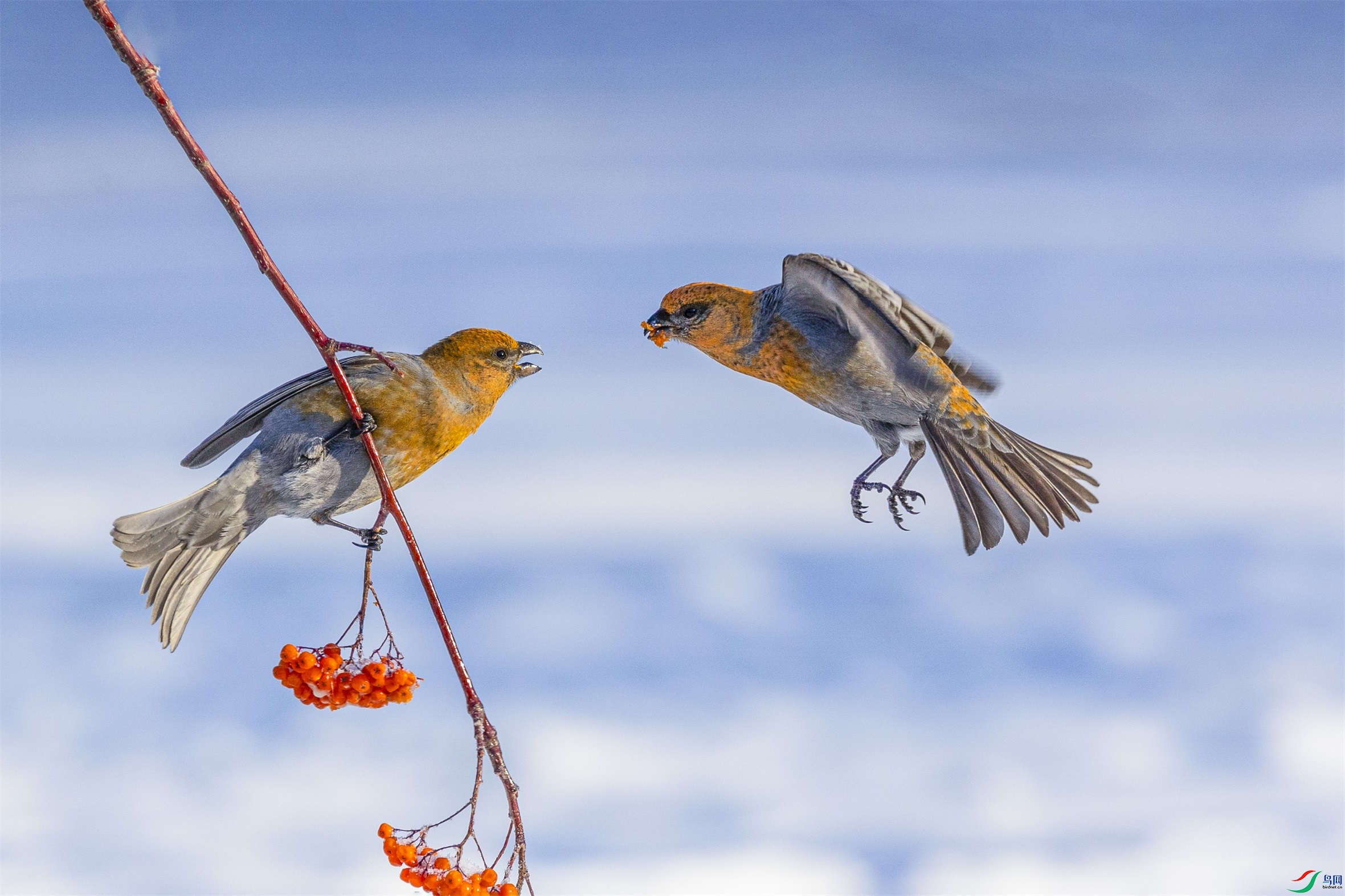 1K3A7582 ����1.jpg