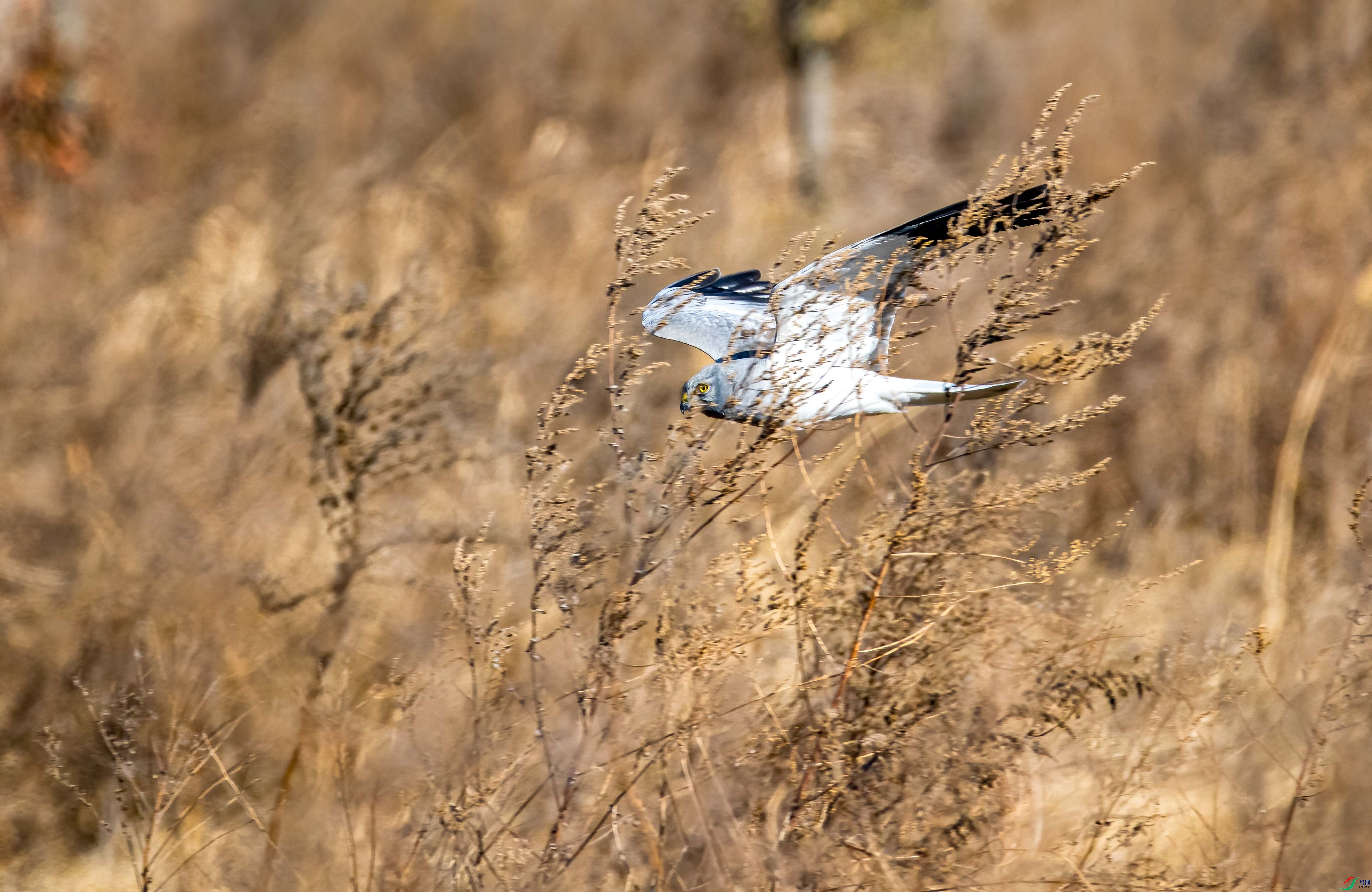 DSC_8153.jpg