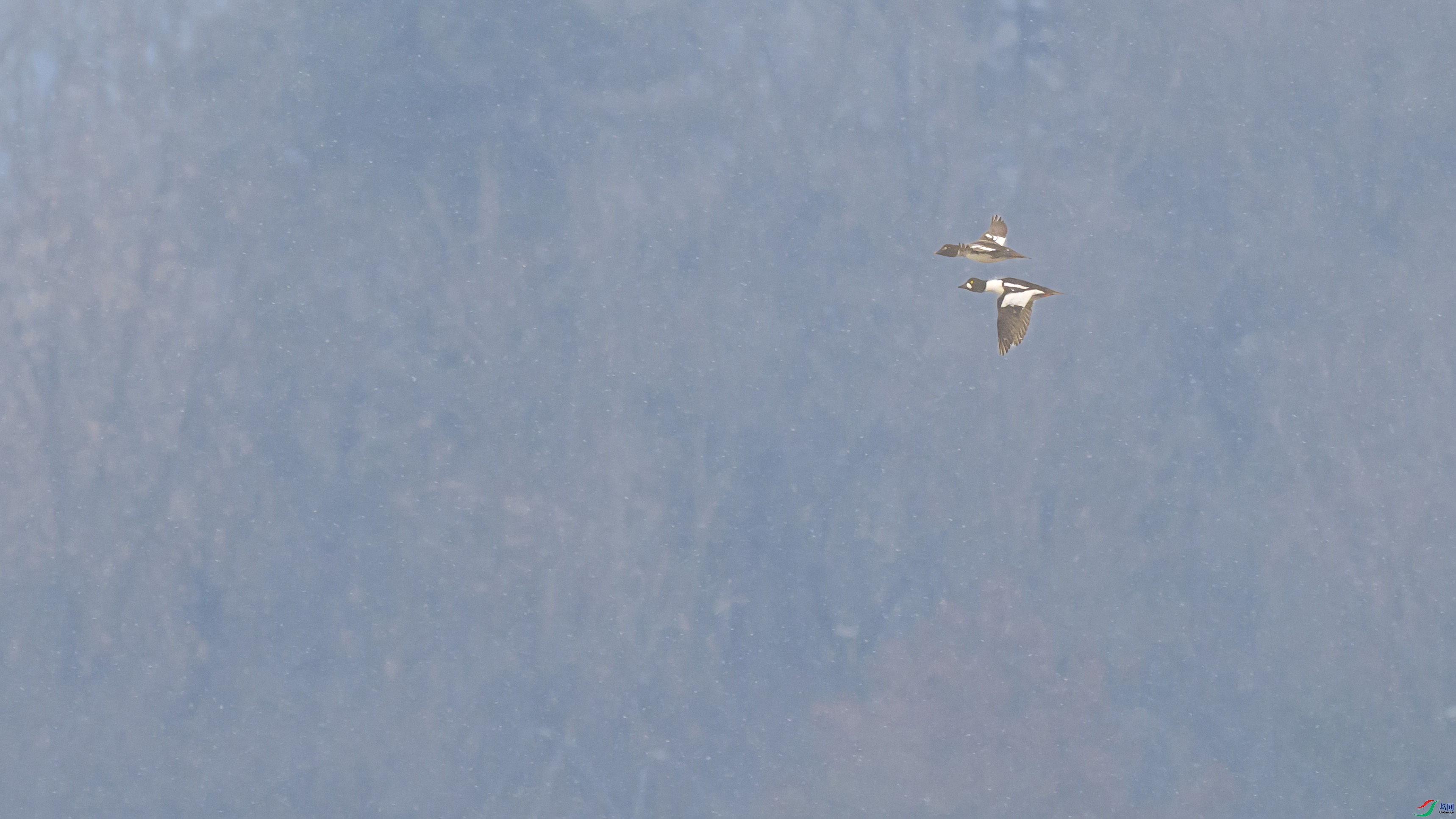 ��ѩ��� ����.jpg