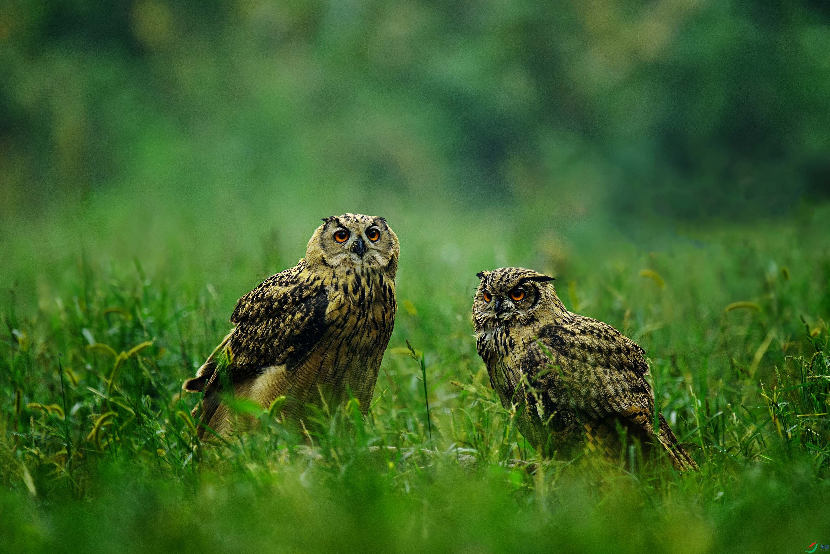 DSC_3987 ���� 2.jpg