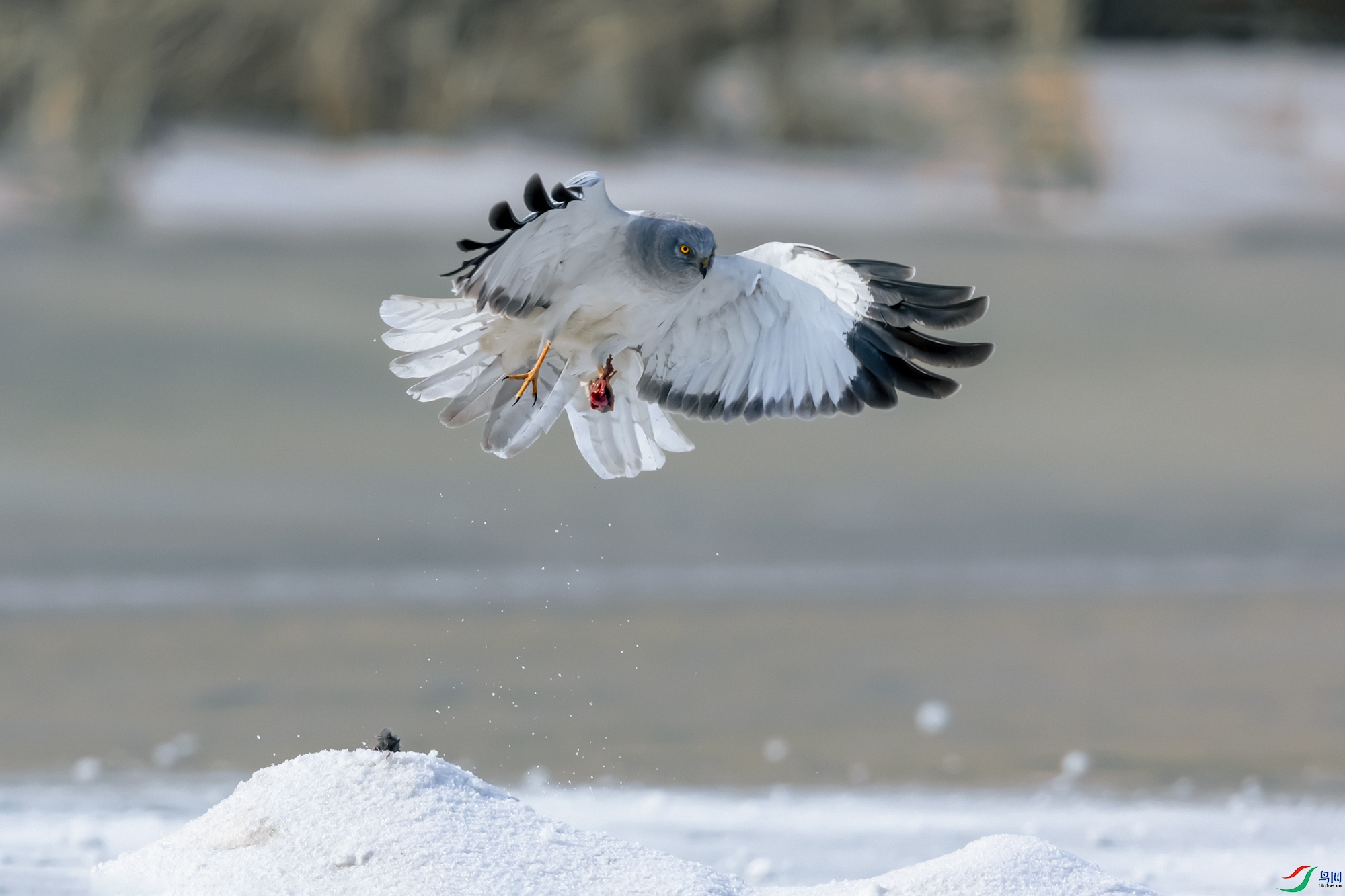 ��β��----ն��˶��Ѽһ�