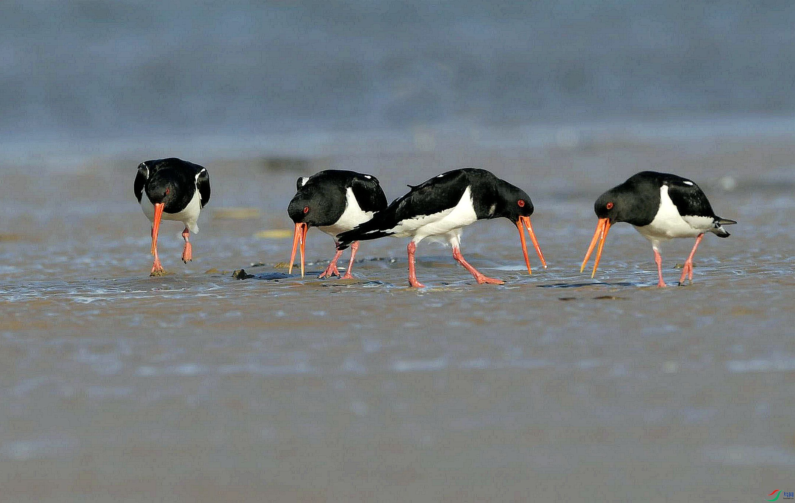 ��̲������