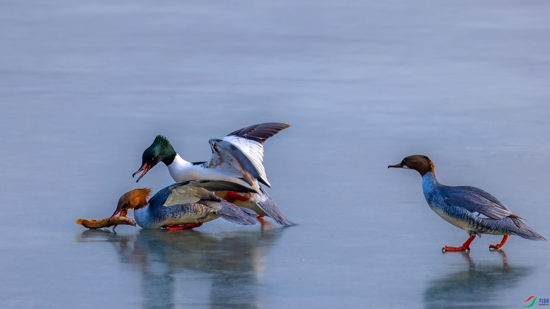 _R5_0069-1.jpg