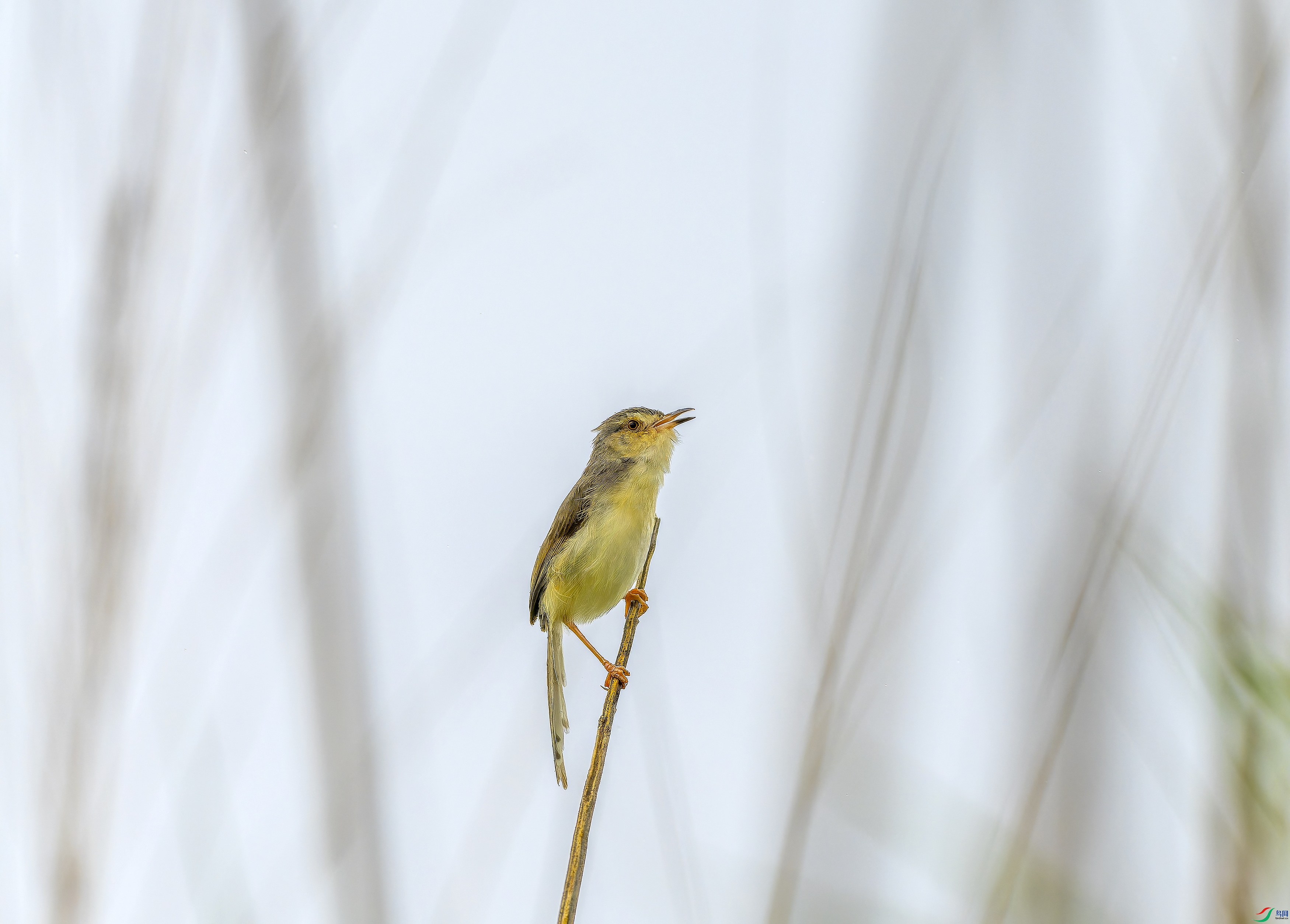 ��ɫɽ��ݺ (37)-1.jpg