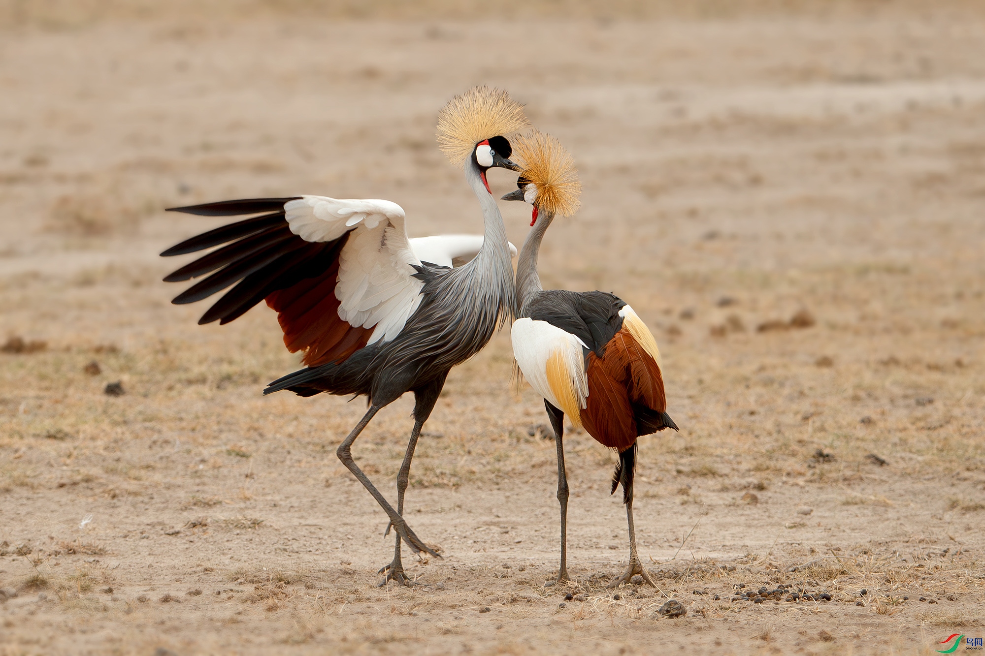 AQ9I7177-����ǿ-NR ����.jpg