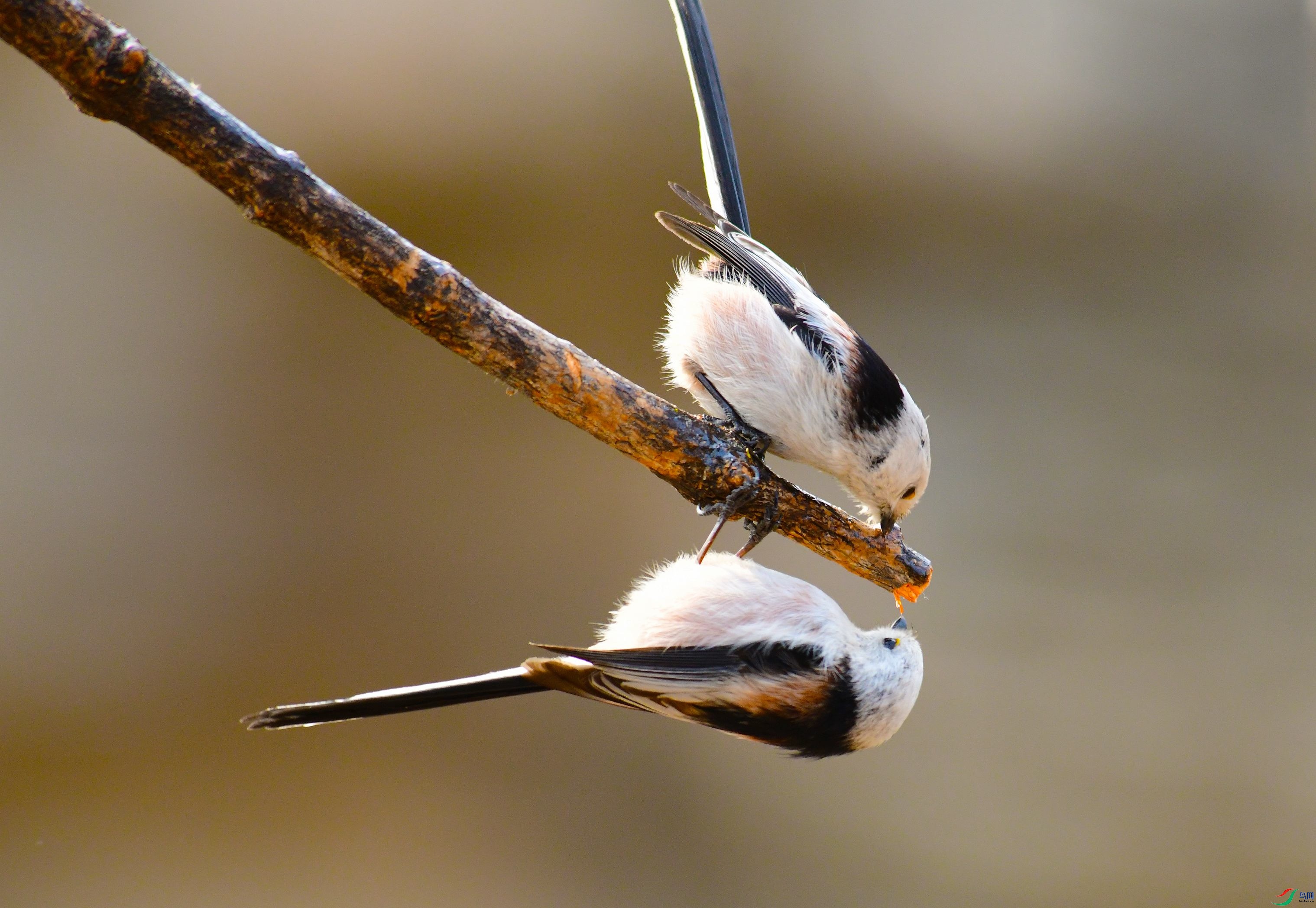 DSC_9342.JPG