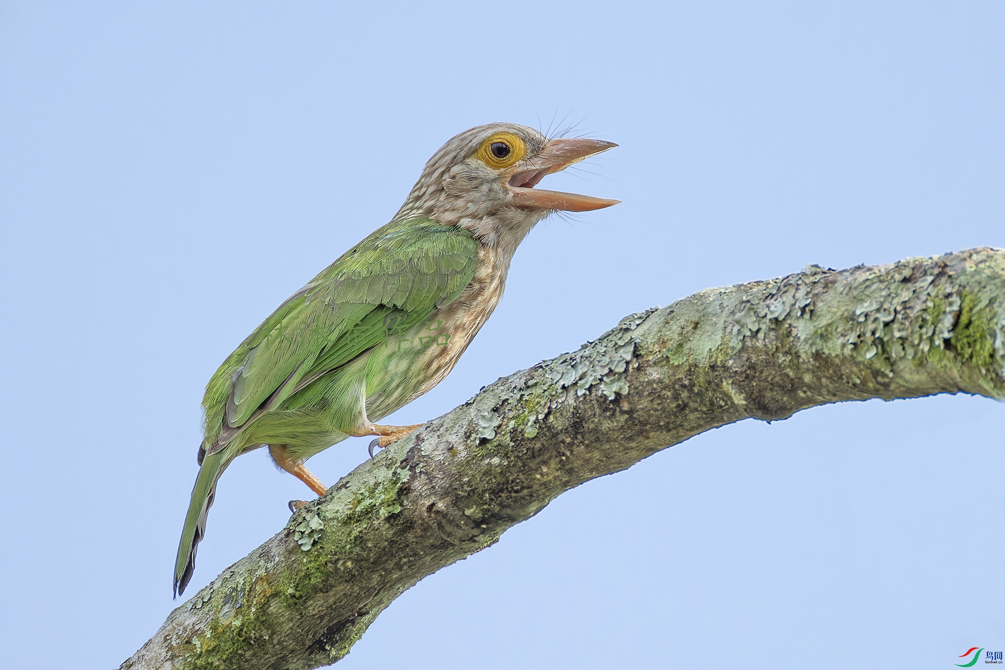 _97A0656-CR3 copy.jpg