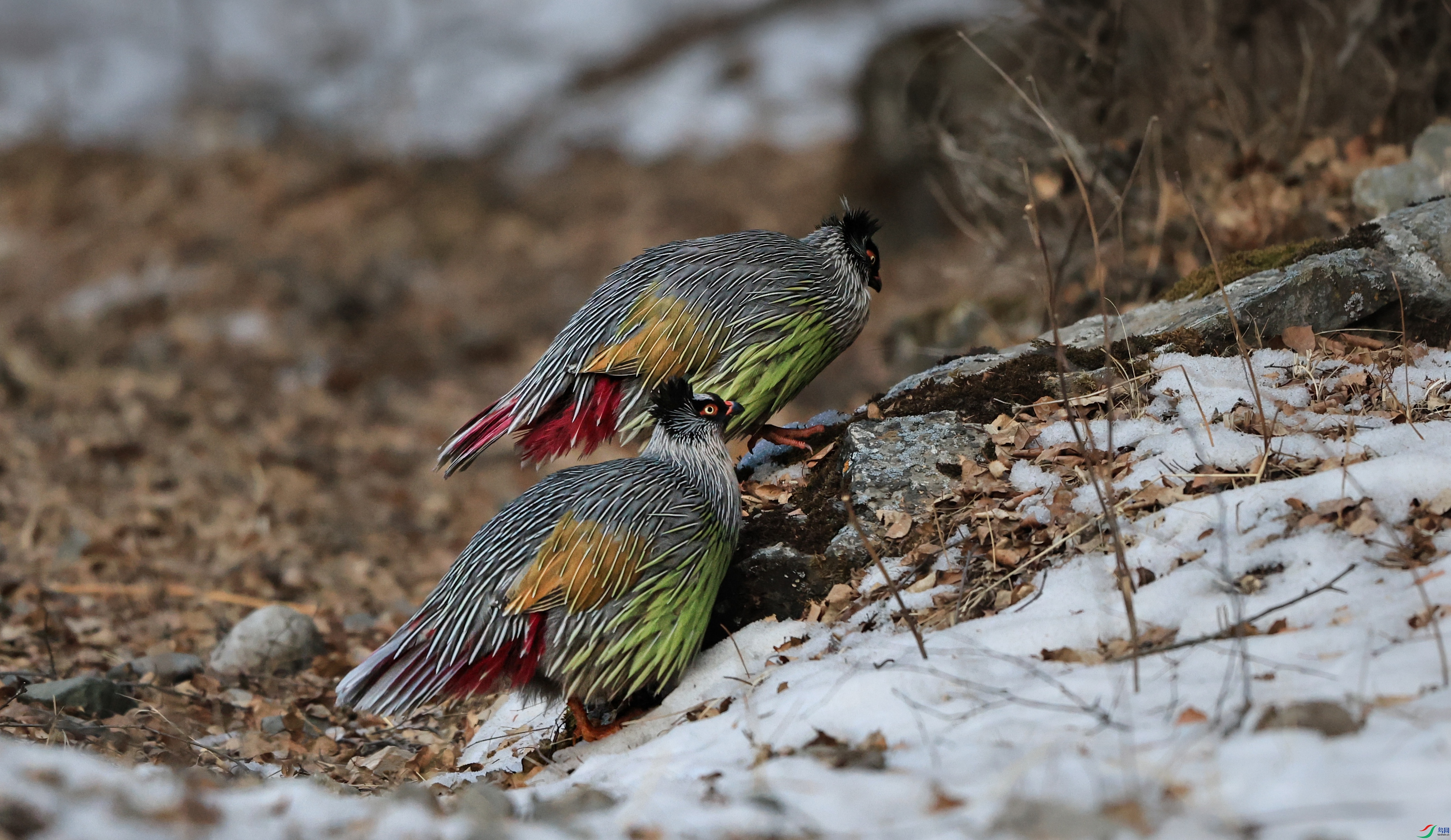 7X5A2956 - ����.JPG