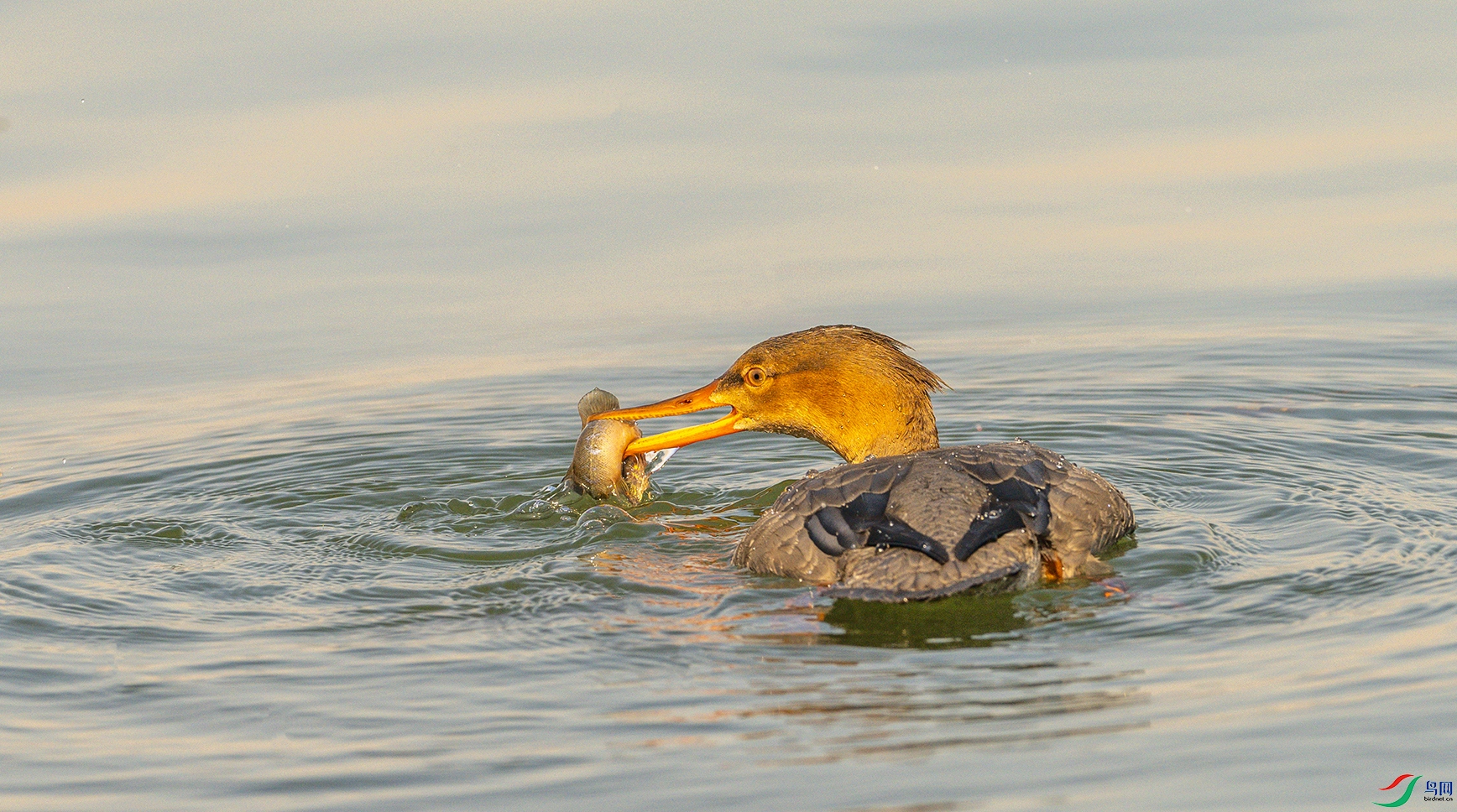 0169 ����.jpg