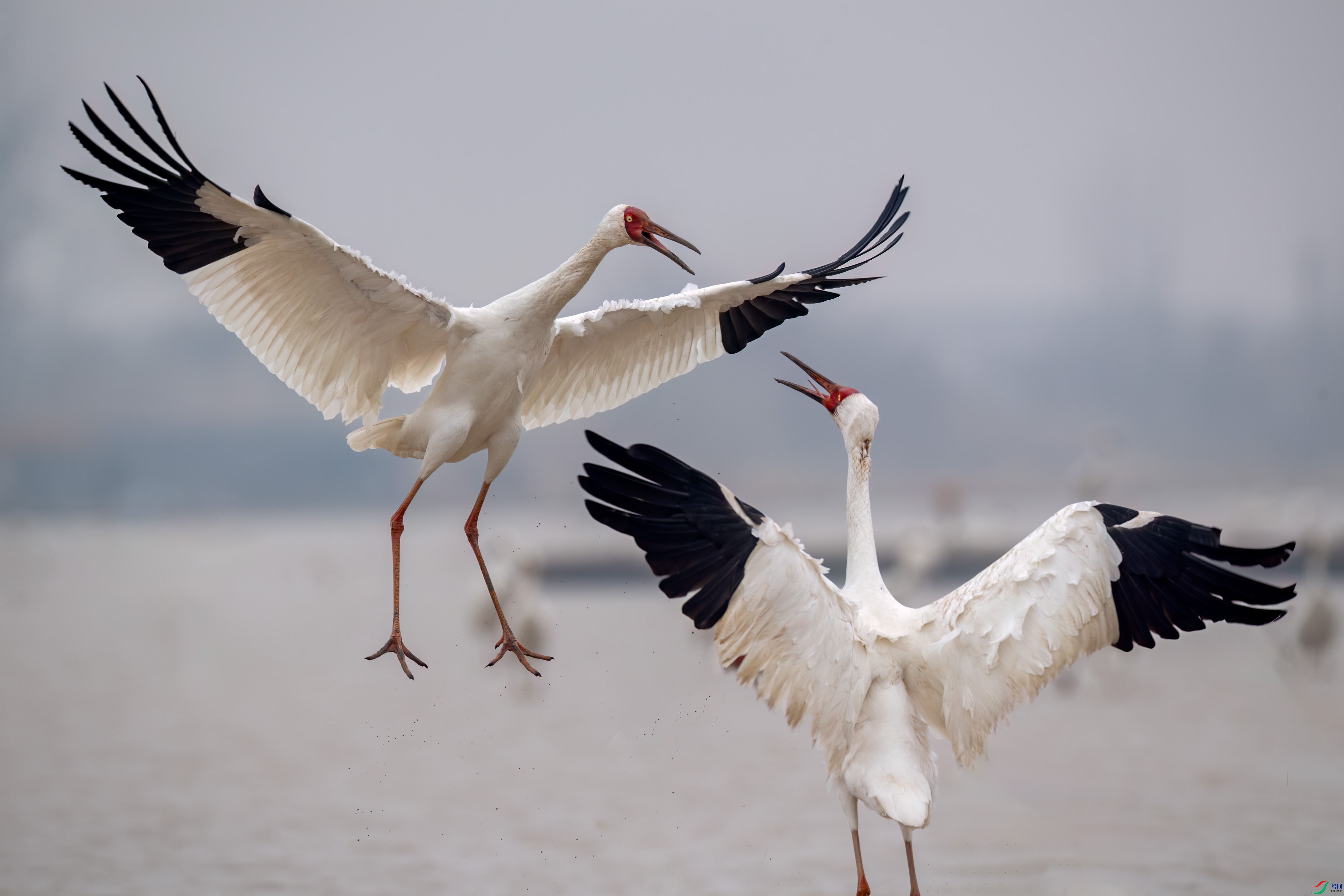 DSC_7981-1.jpg