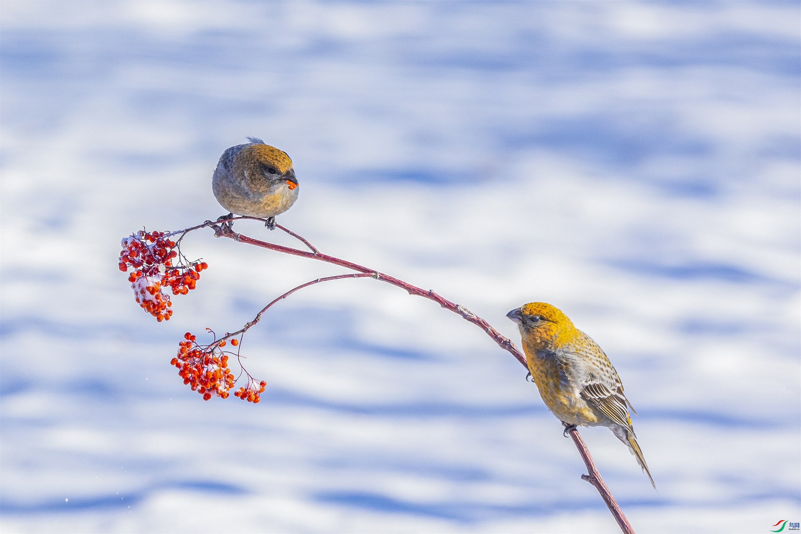 1K3A4909 ����1.jpg