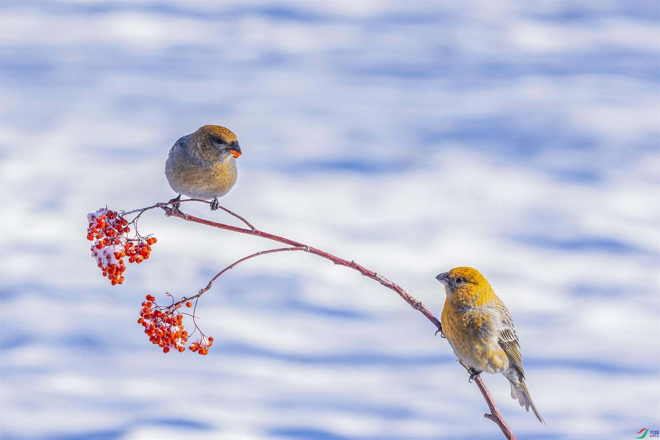 1K3A4923 ����1.jpg