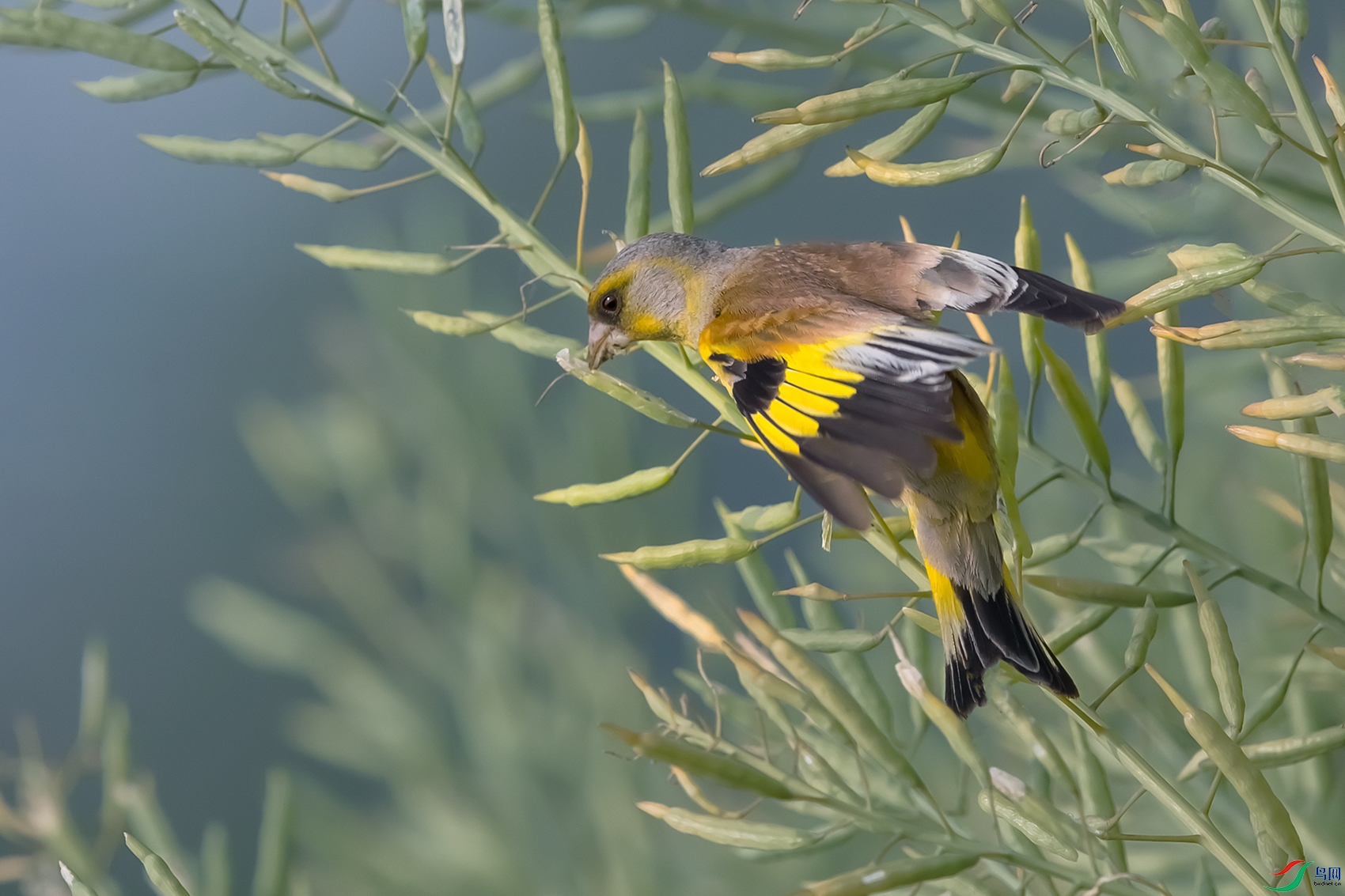 ���ȸ----����֦ͷ��ʳæ