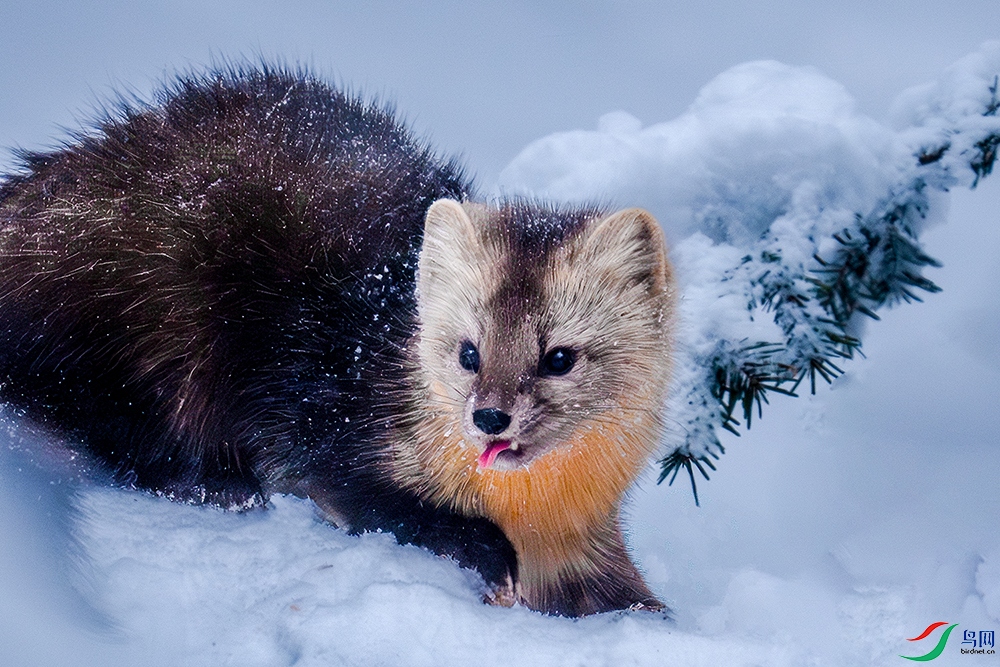 LZW04250-����ǿ-NR ����.jpg