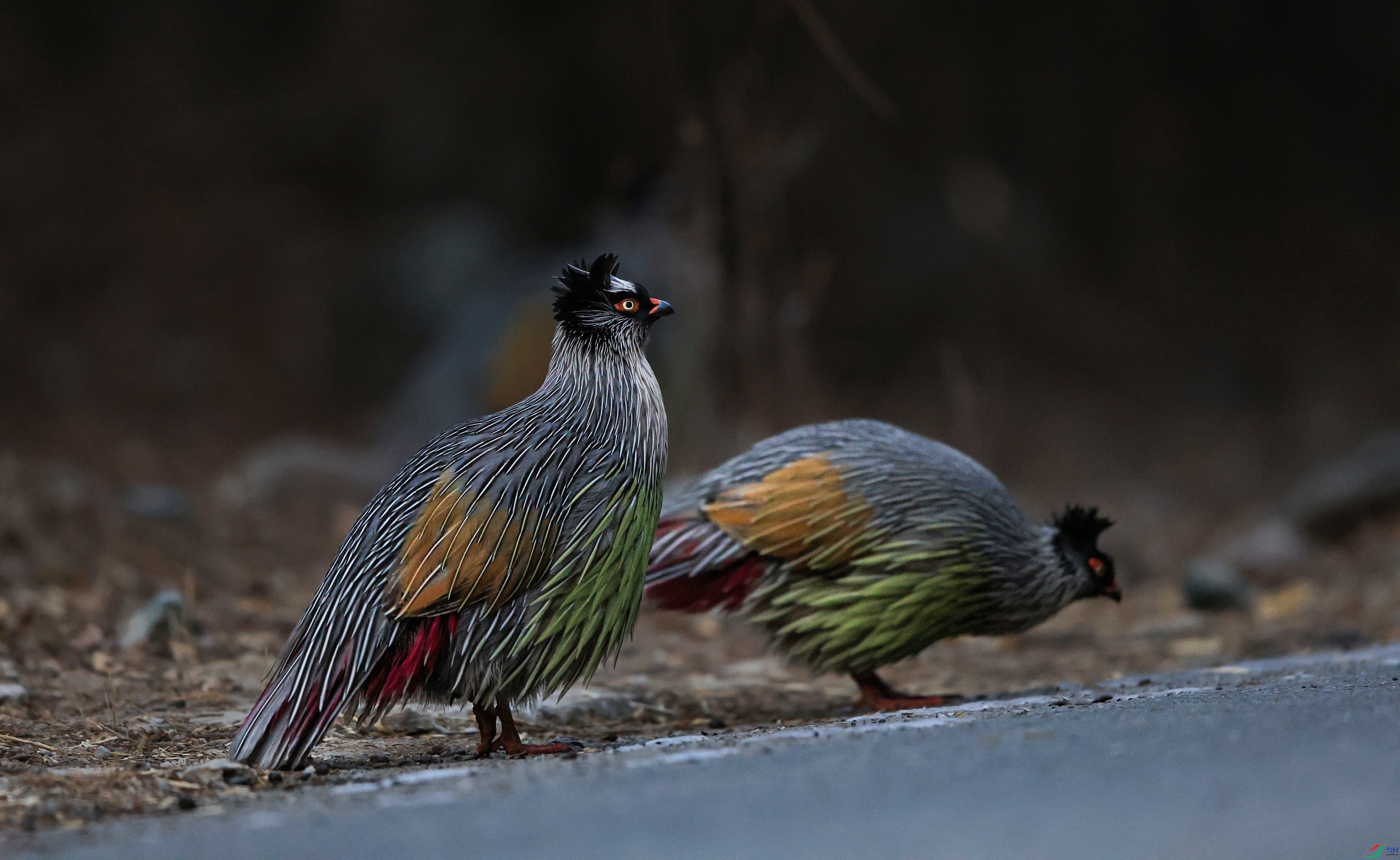 7X5A3331 - ����.JPG