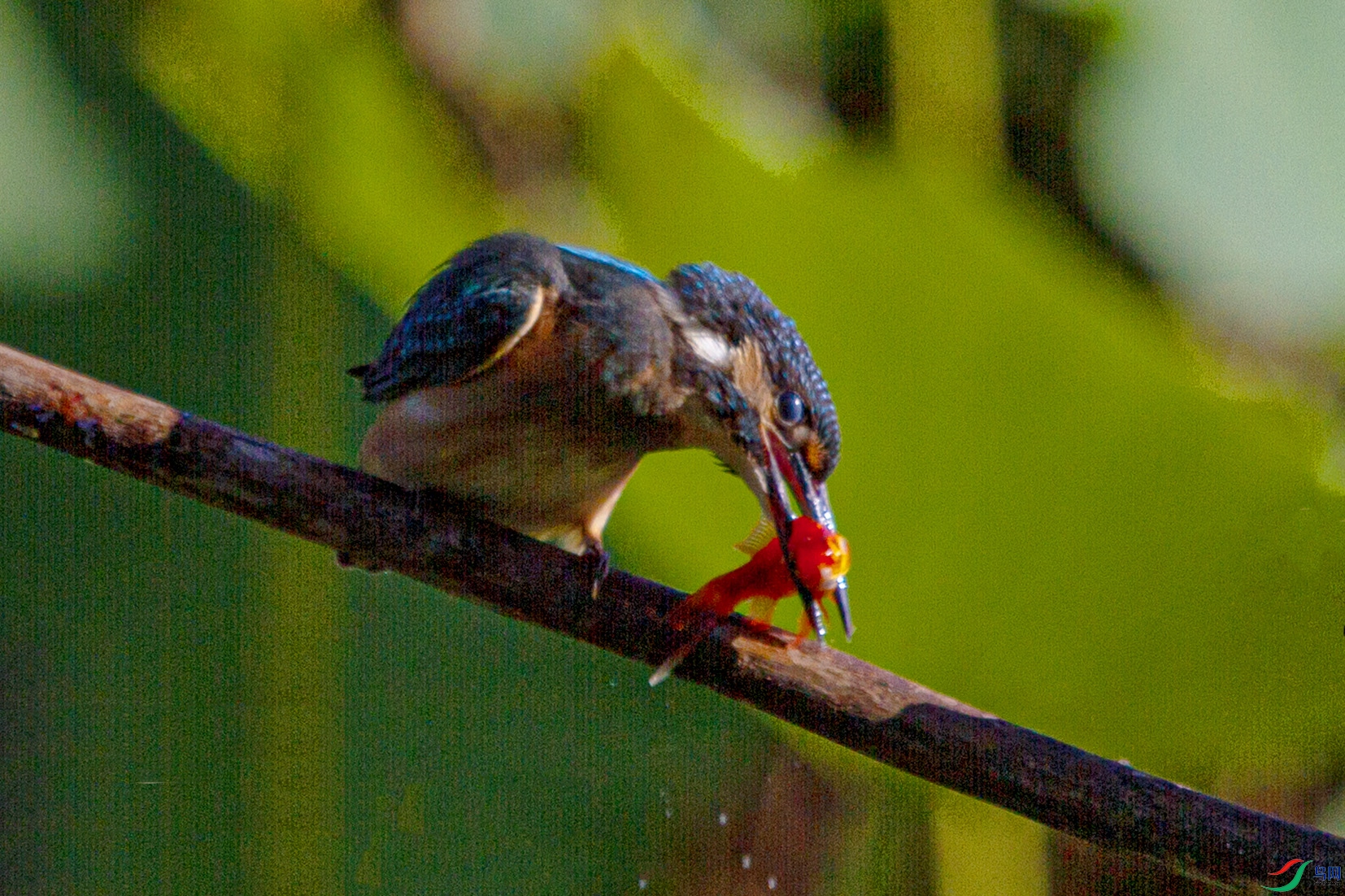 _MG_8942 ����.jpg