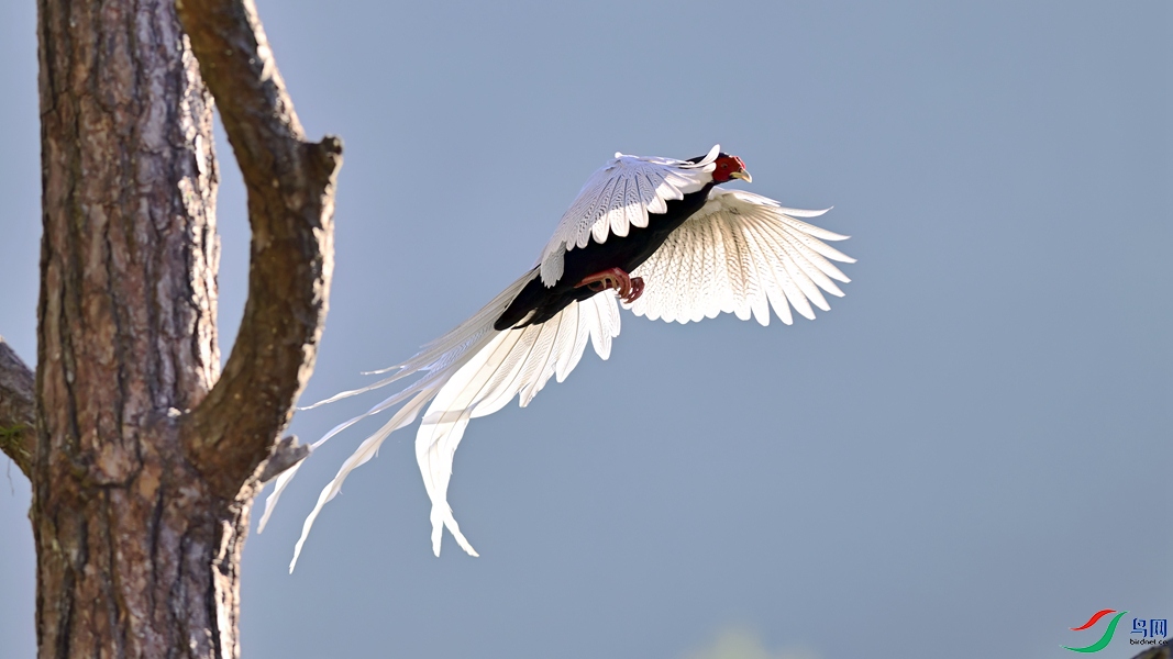 ZHP_8297_01 ����_����.jpg