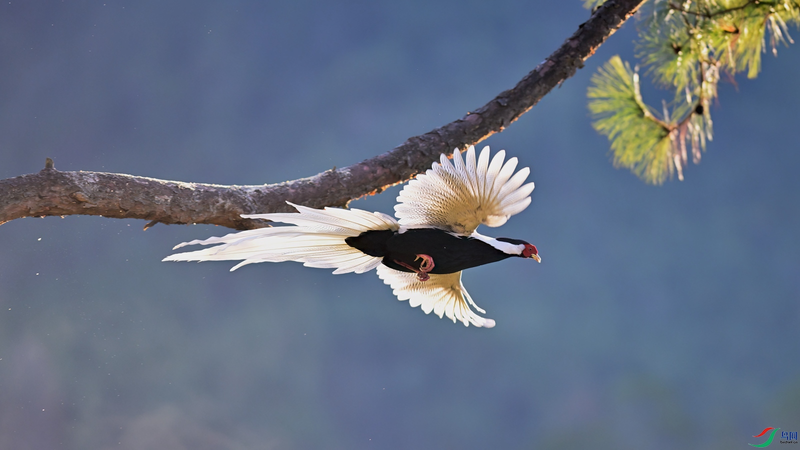 ZHP_8277_02 ����_����.jpg