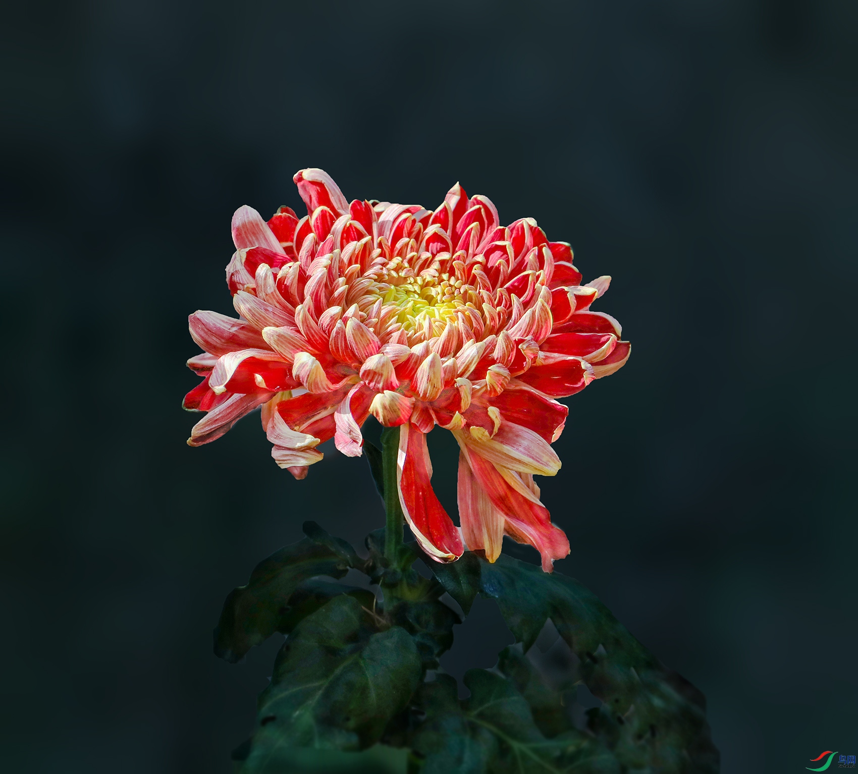 0000583A0115 �ı�Ϧ�� 1000k.jpg