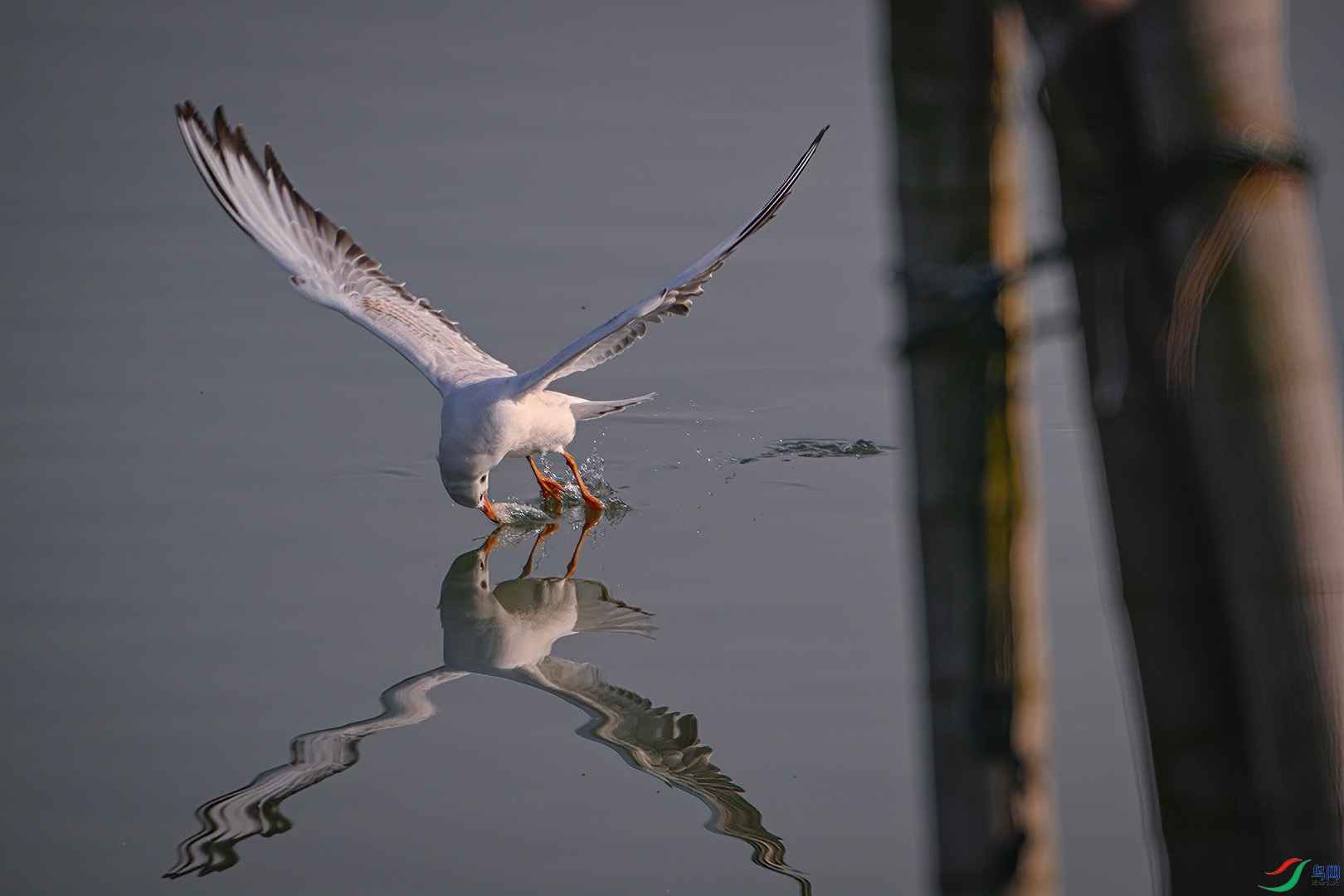 DSC_0312.jpg