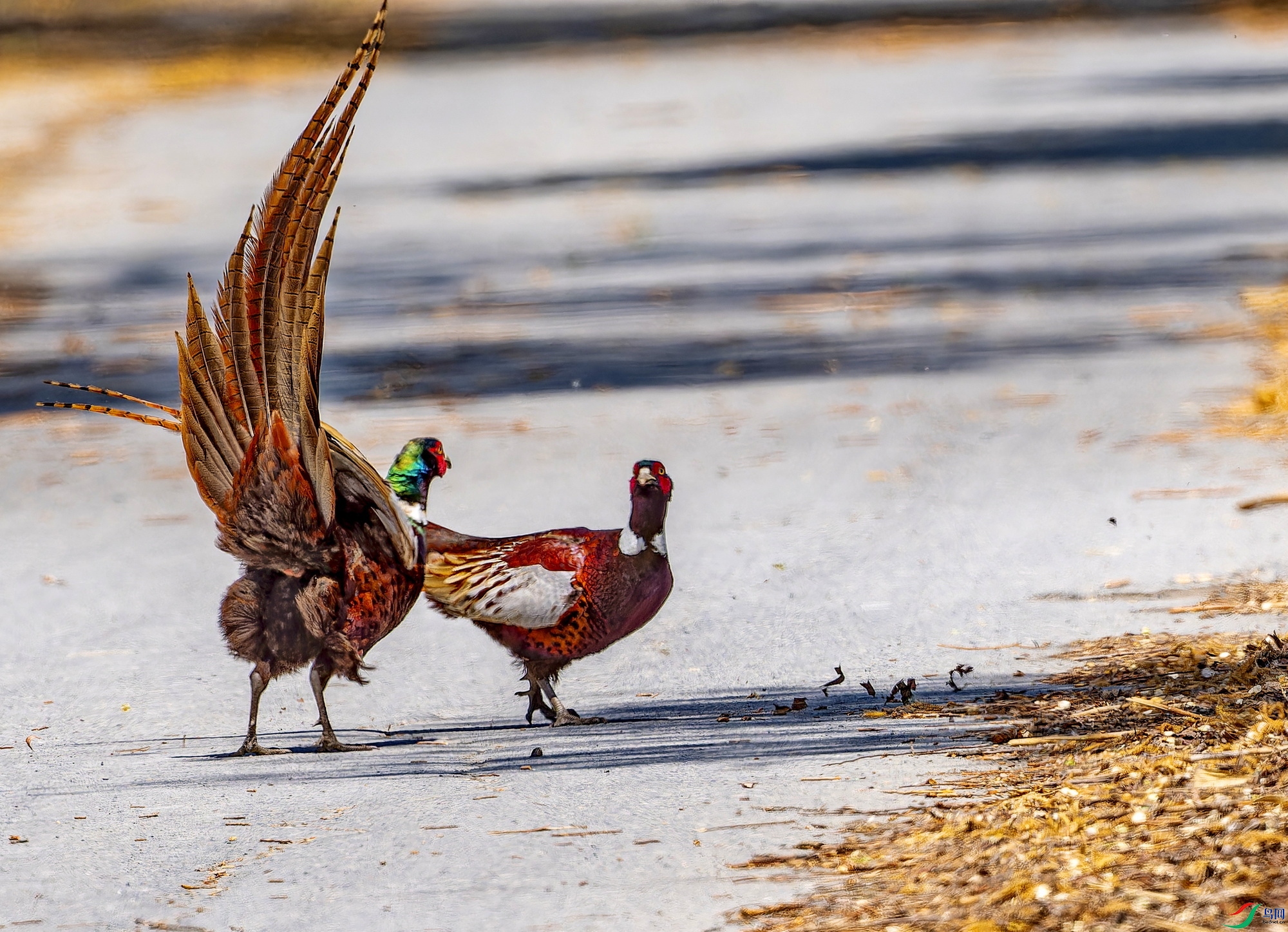 ������ (5)-1.jpg