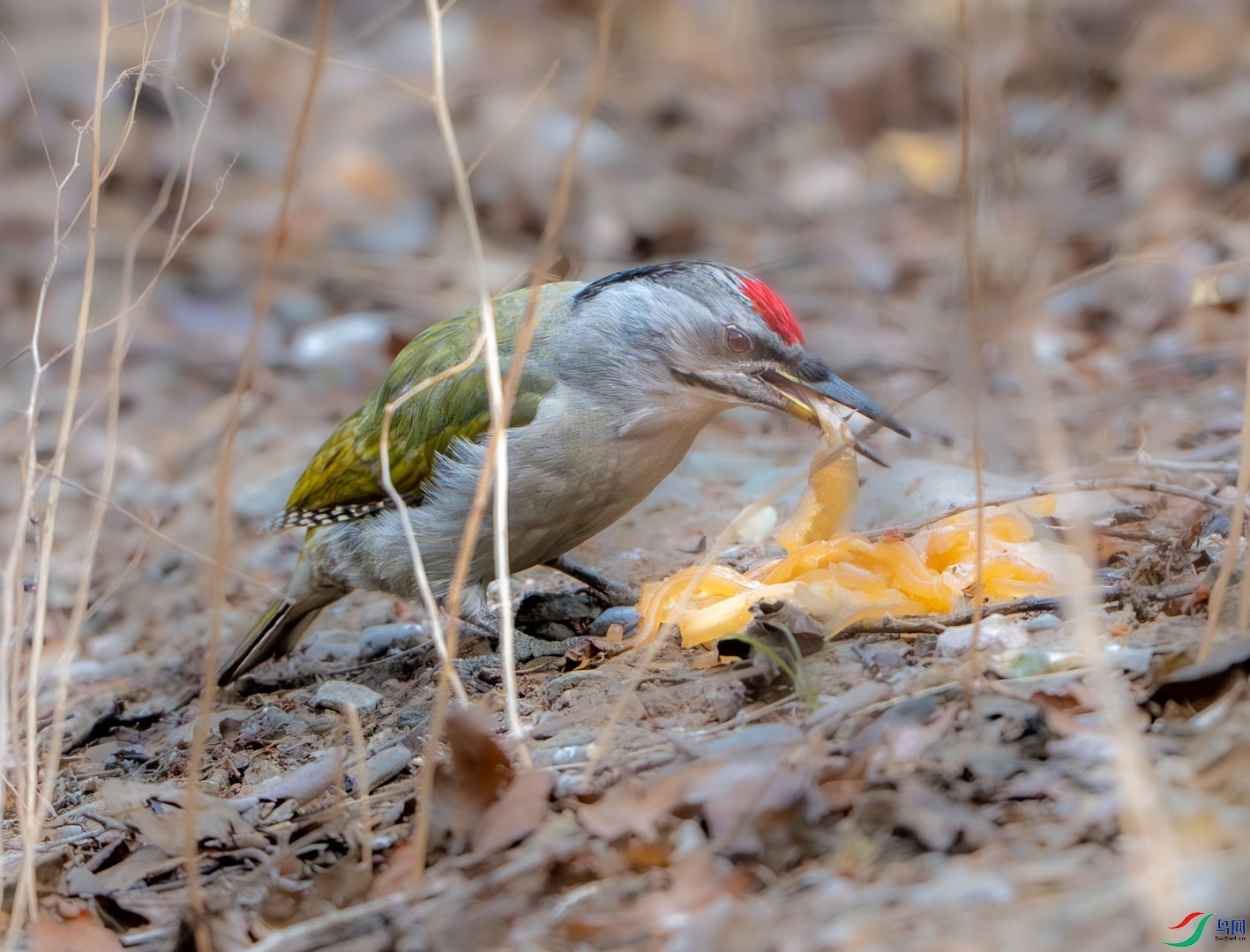 ��ͷ����ľ�������