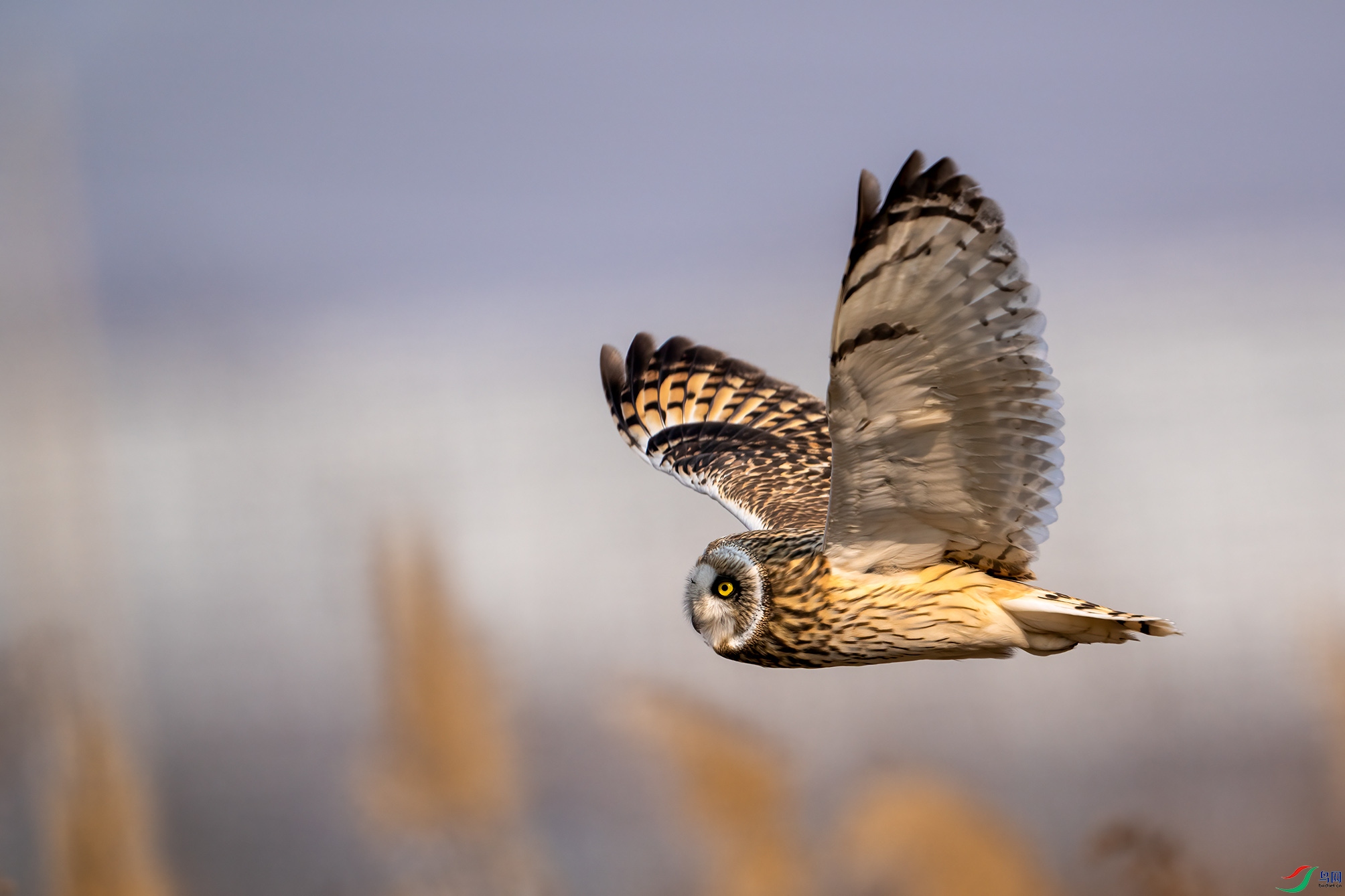 DSC03064-x ����.jpg