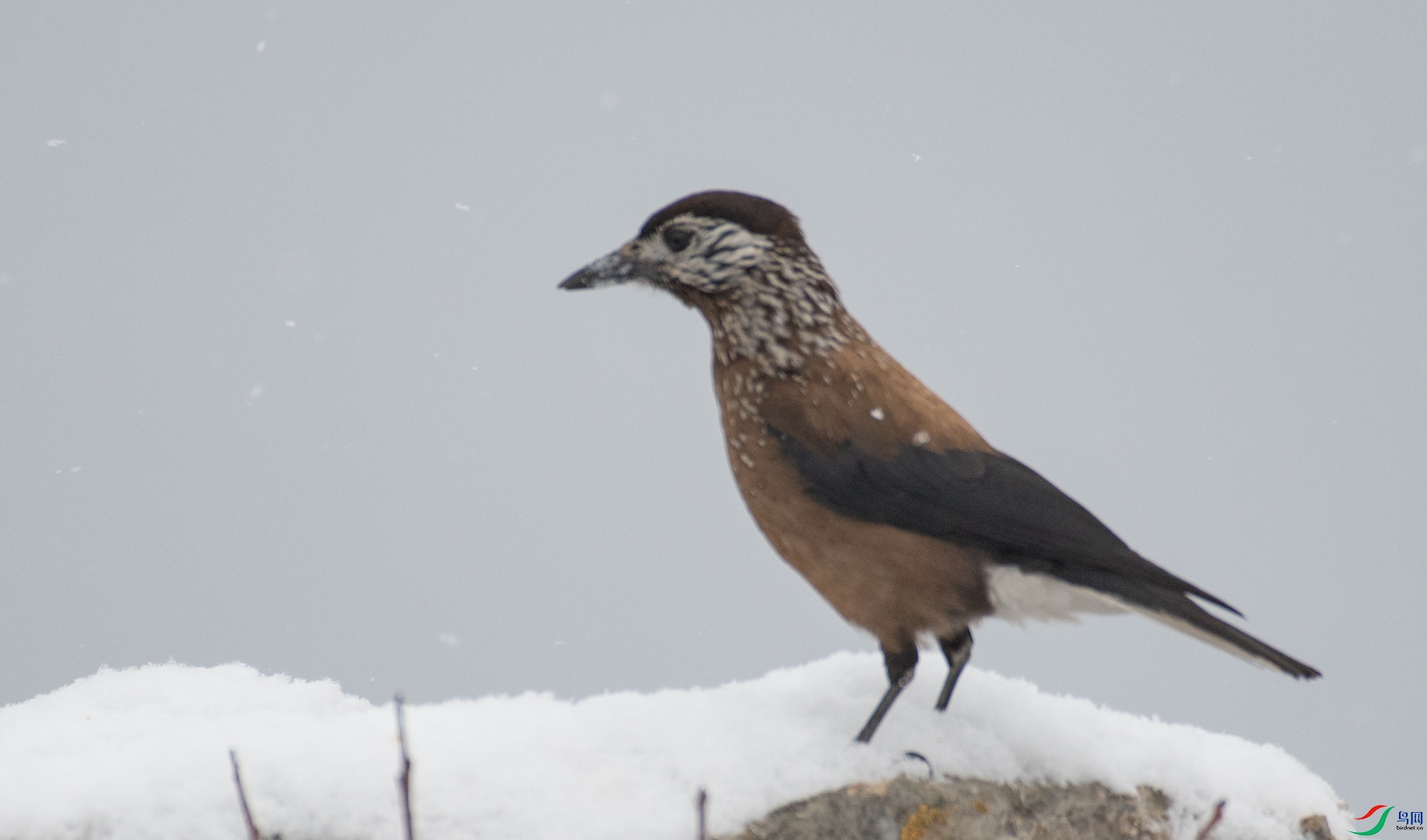 DSC_4911.jpg