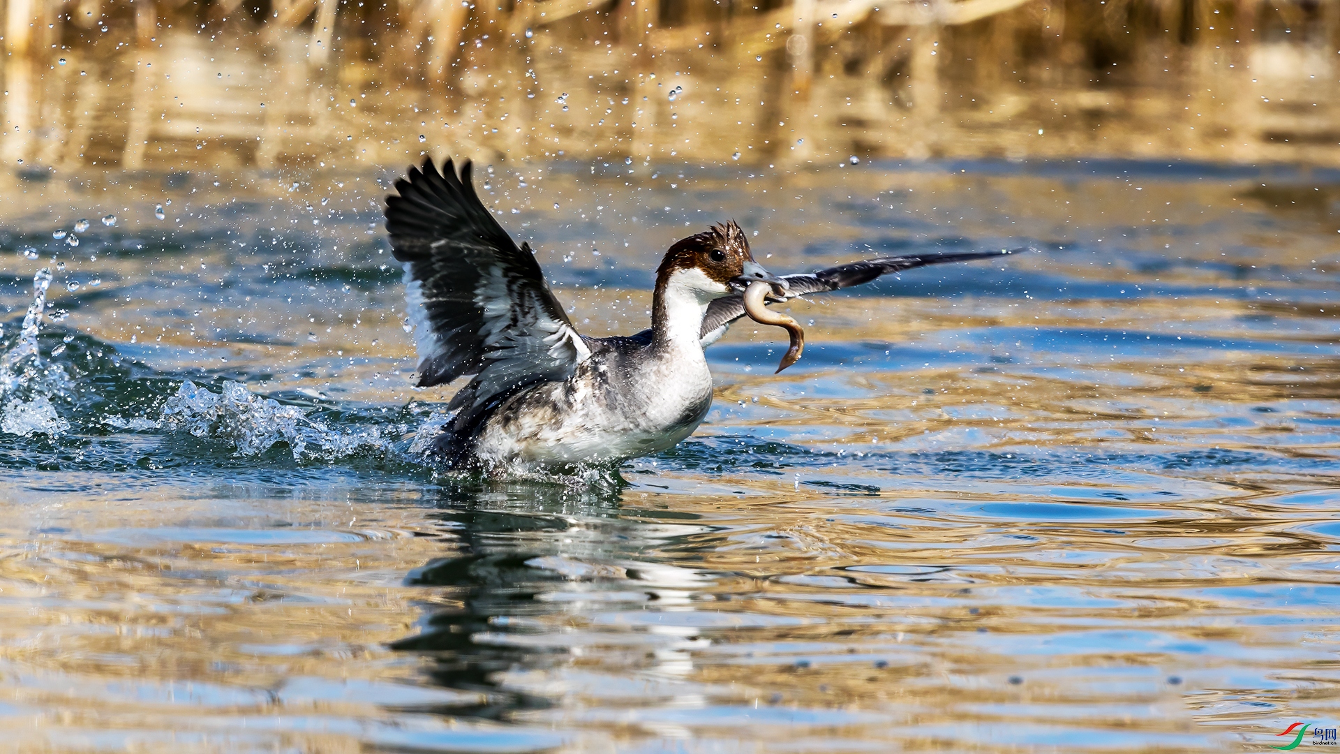 063A5093 ����.jpg