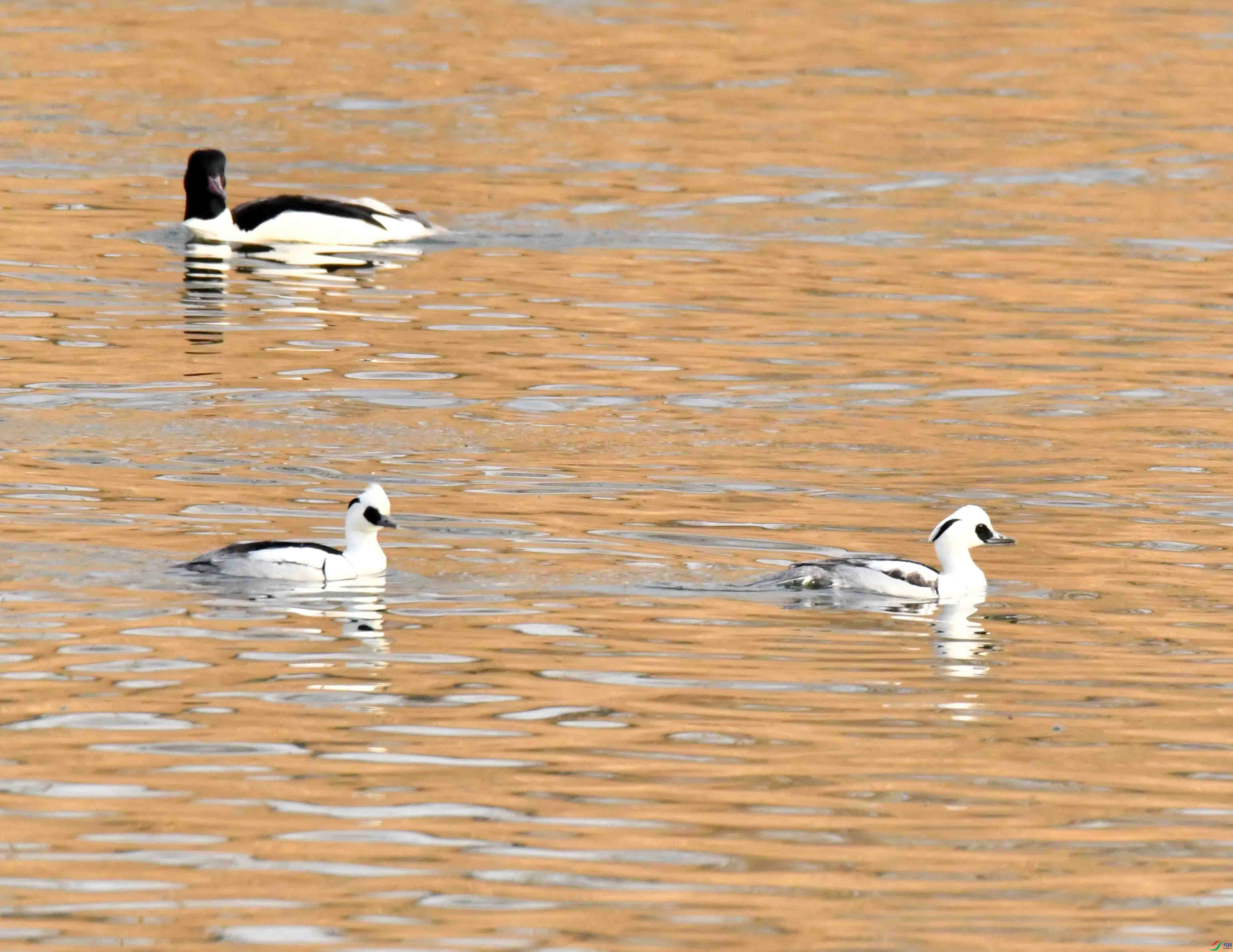 DSC_2685.JPG