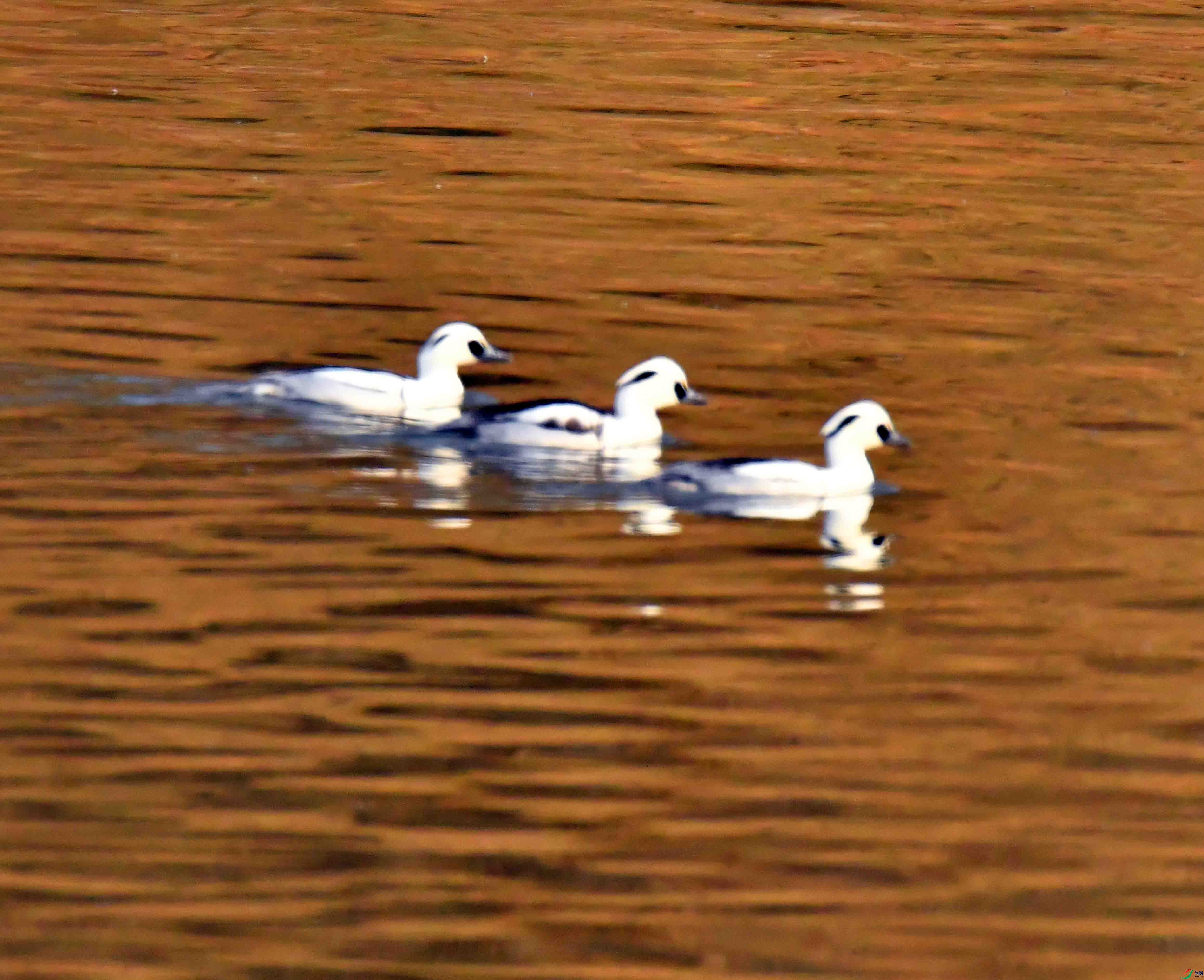 DSC_2720.JPG