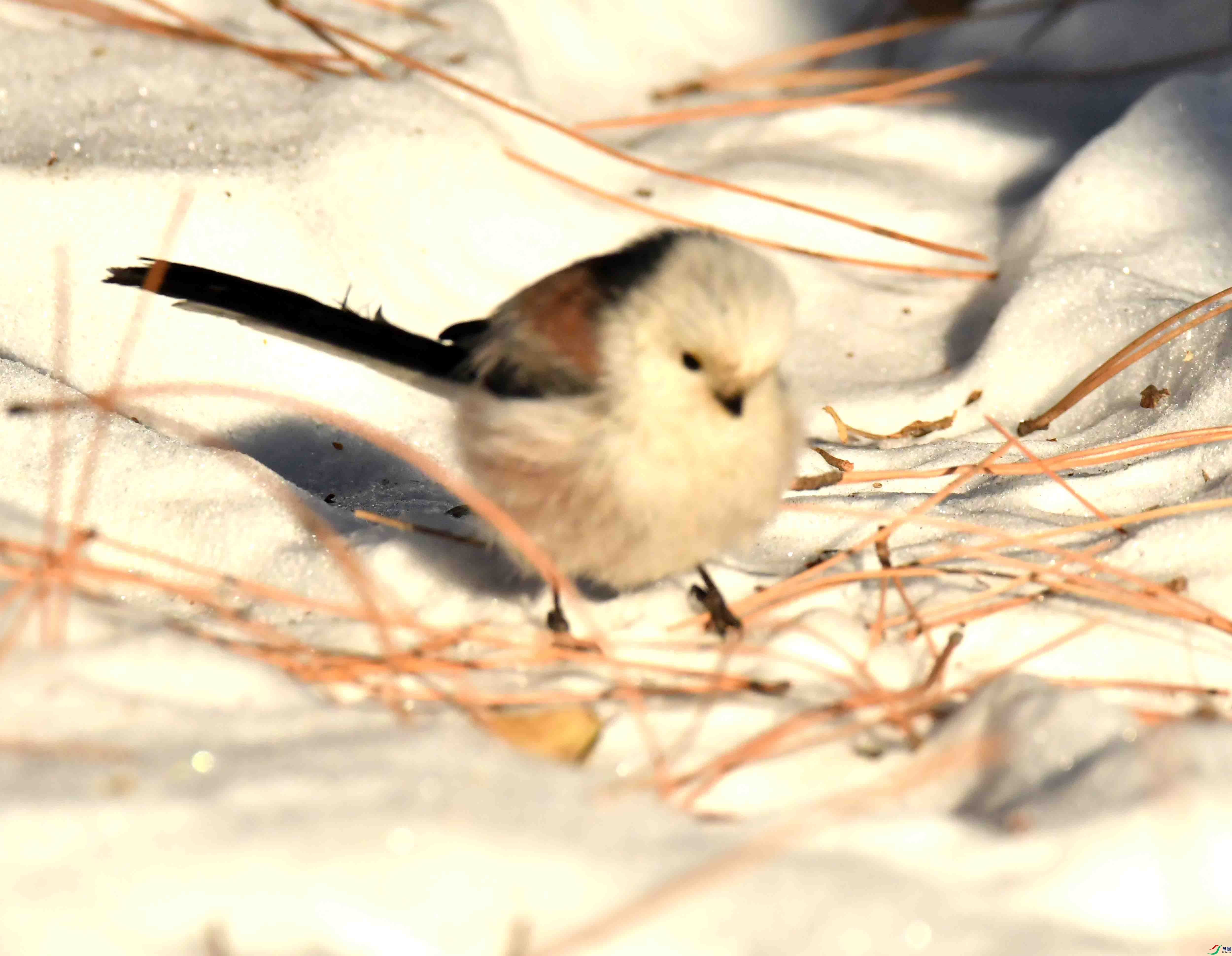 DSC_2543.JPG