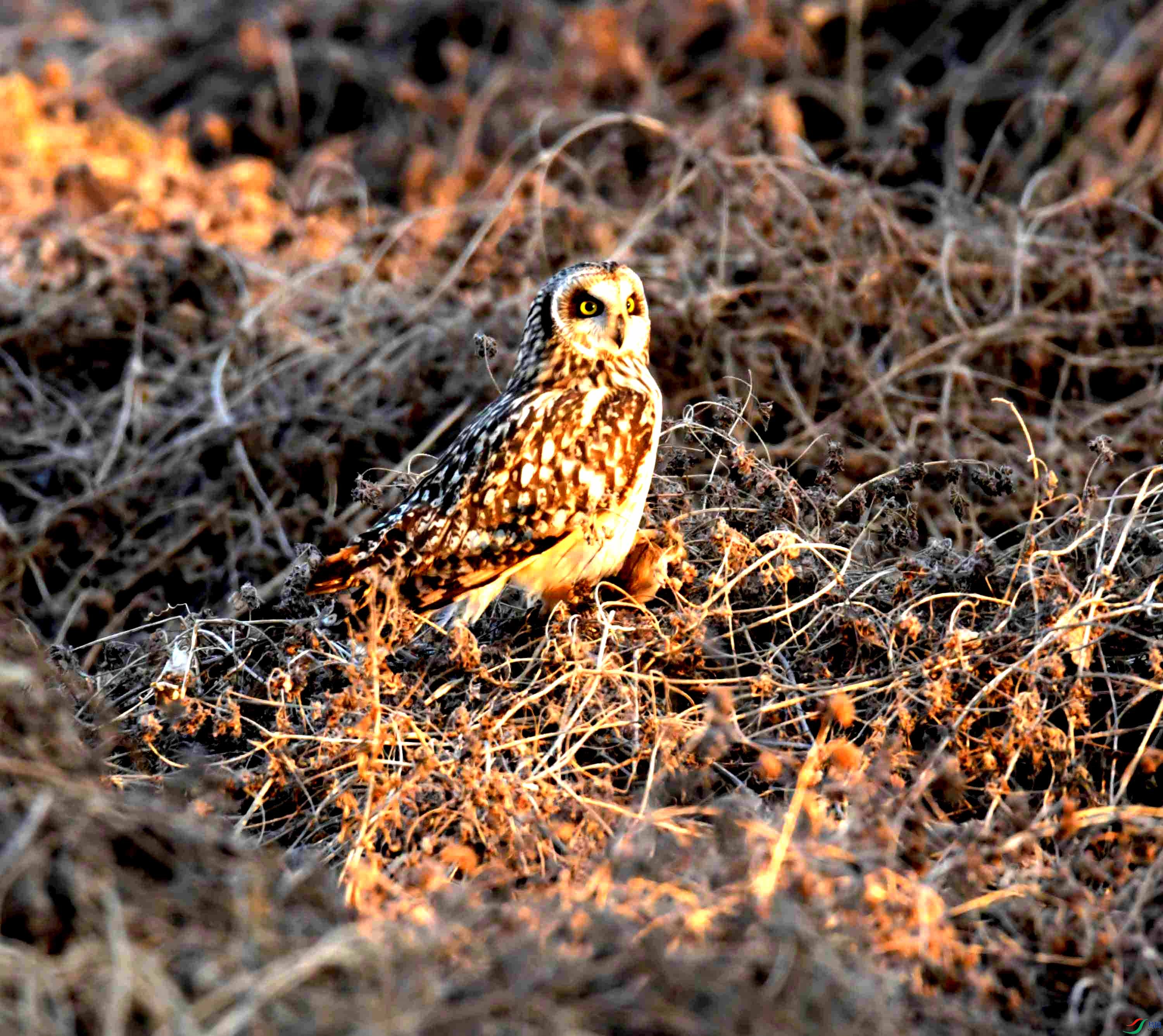 DSC_0897.JPG